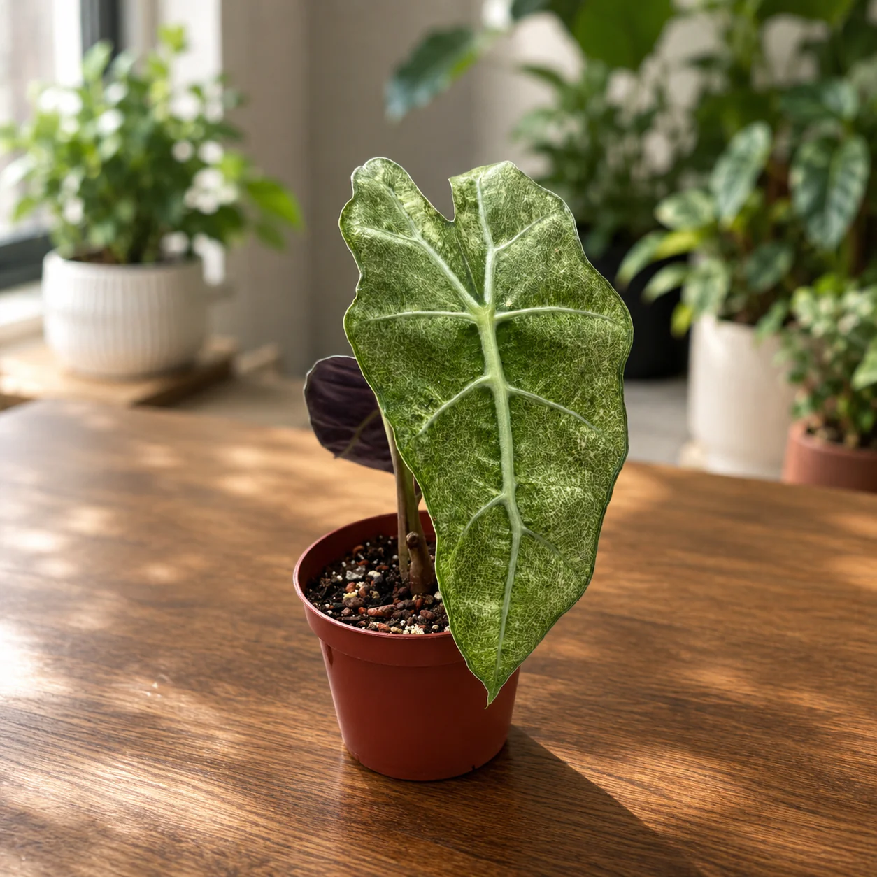Alocasia 'Polly’ Variegata