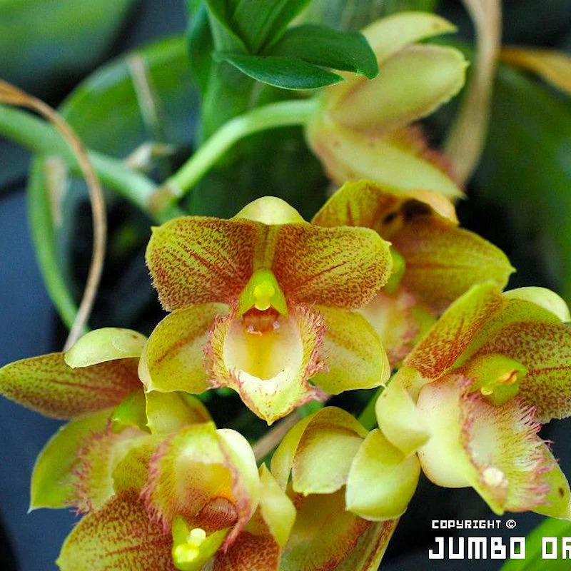 Clowesetum Jumbo Northen (exemplarul din poza)