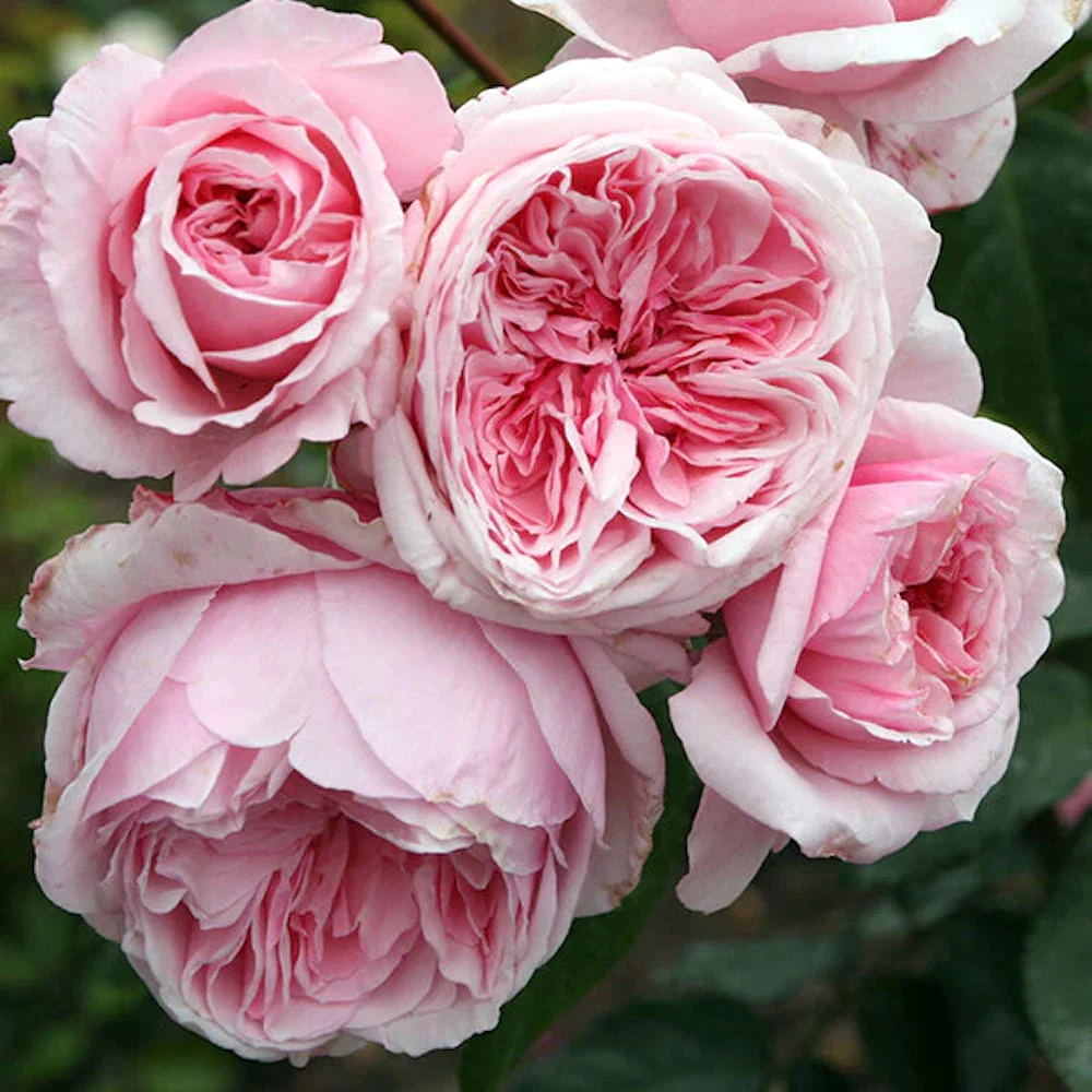 Rosa ‘Kiss me Kate’® – Trandafir floribunda, catarator, parfumat