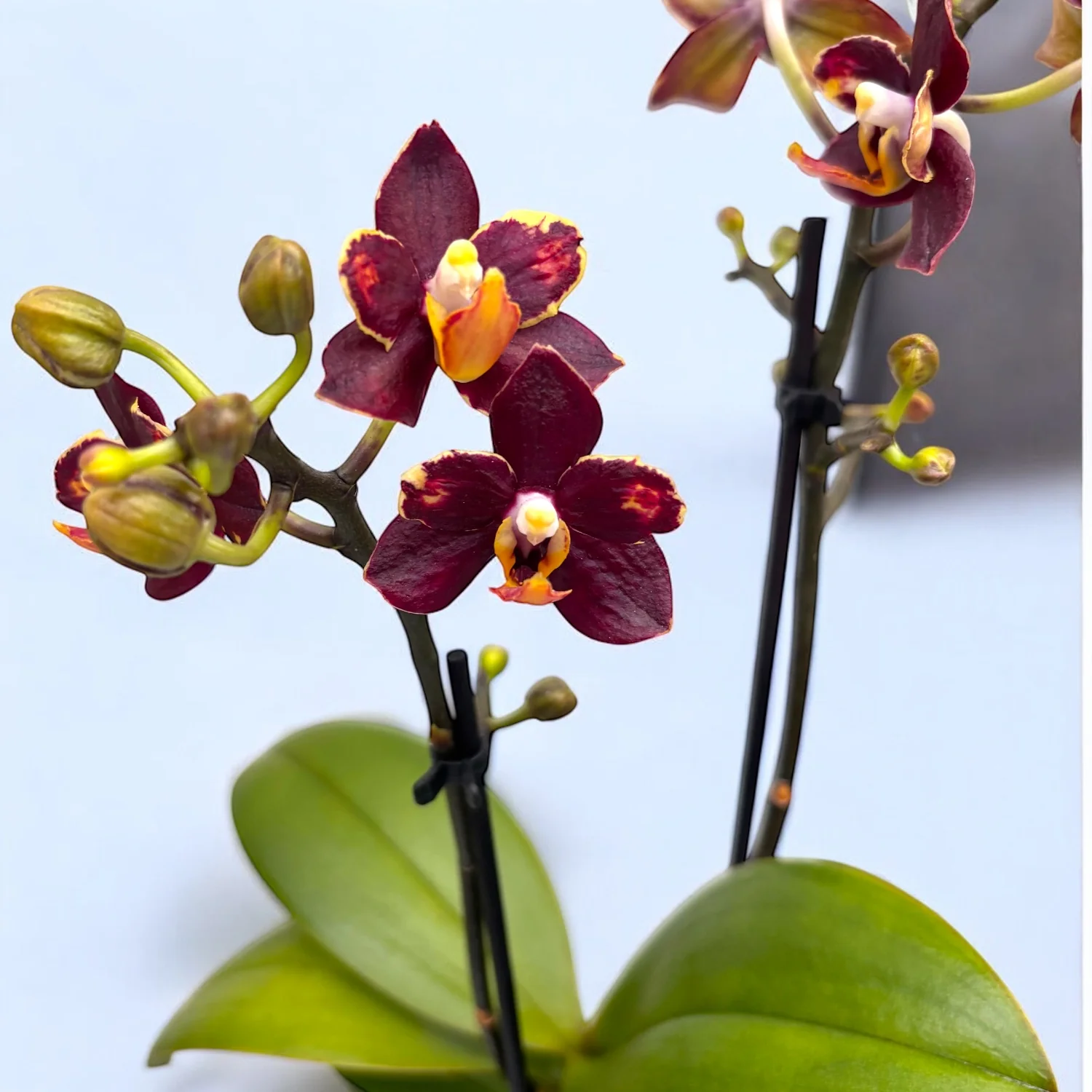 Phalaenopsis Sunrise Red Peoker (Esmee) – flori pelorice