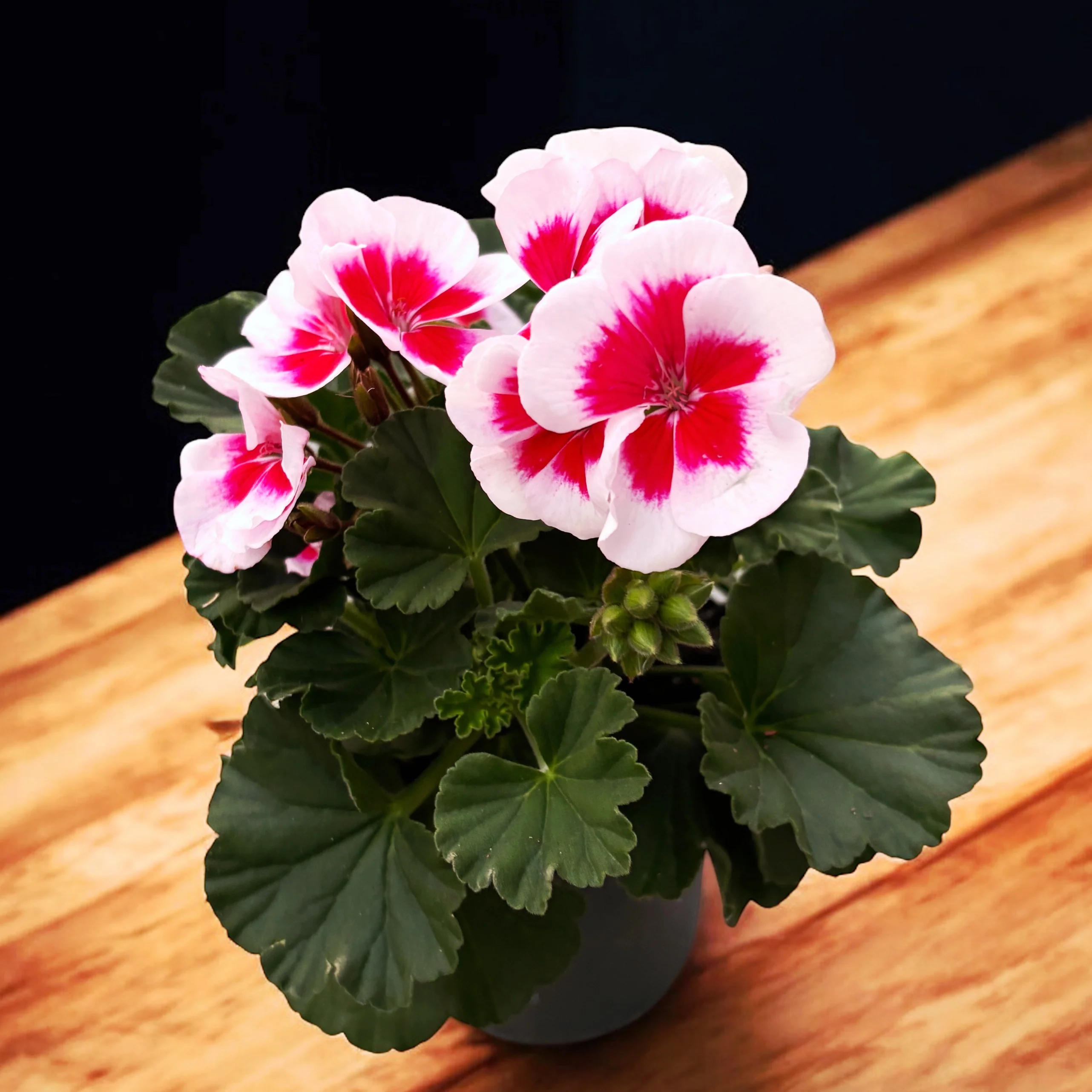 Muscate zonale – Pelargonium (Zonale Grp) 'Americana White Splash’