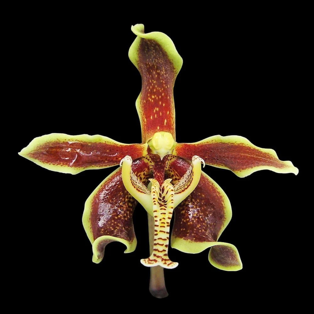 Paraphalaenopsis labukensis – parfum de scortisoara
