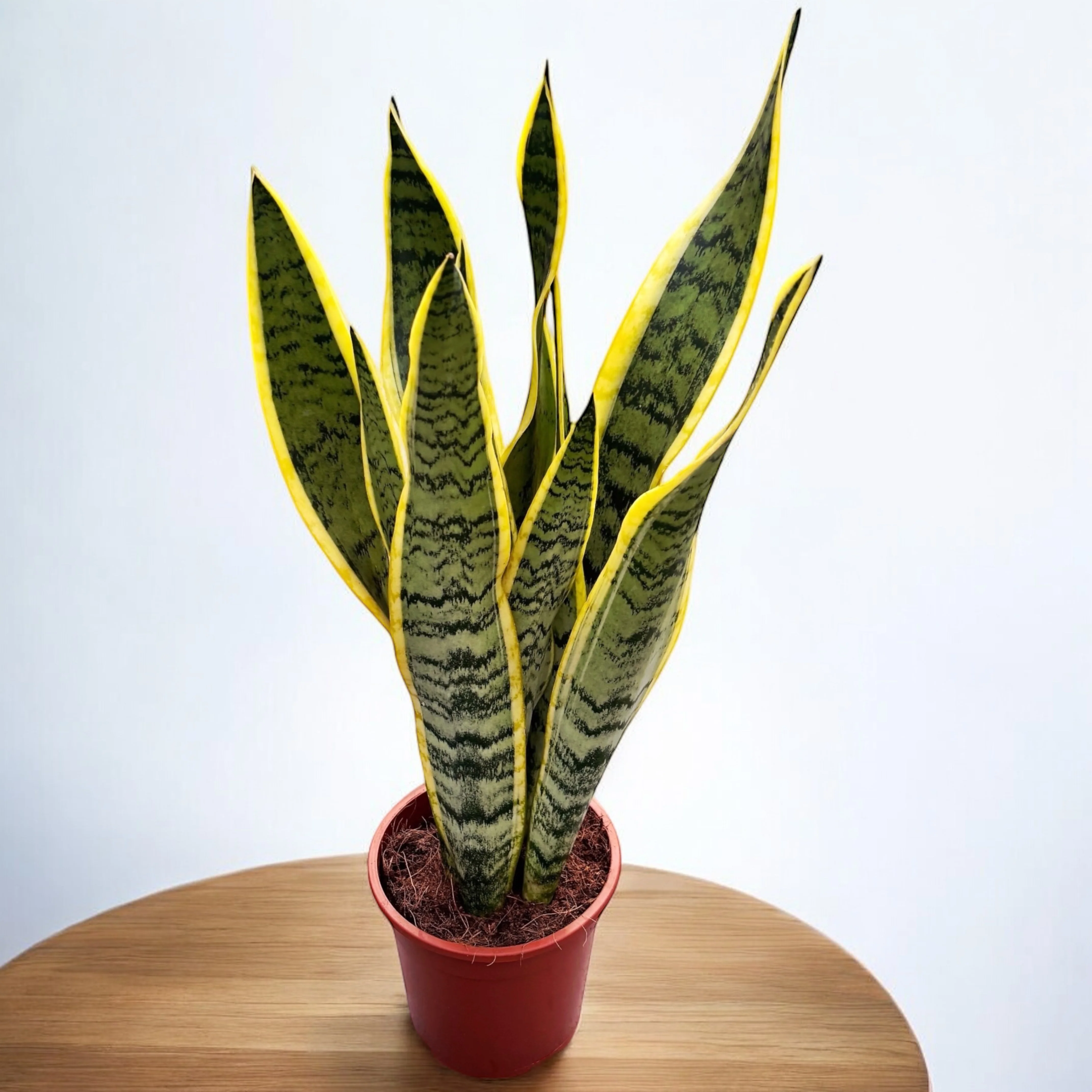 Sansevieria trifasciata 'Laurentii’ XL (limba soacrei)
