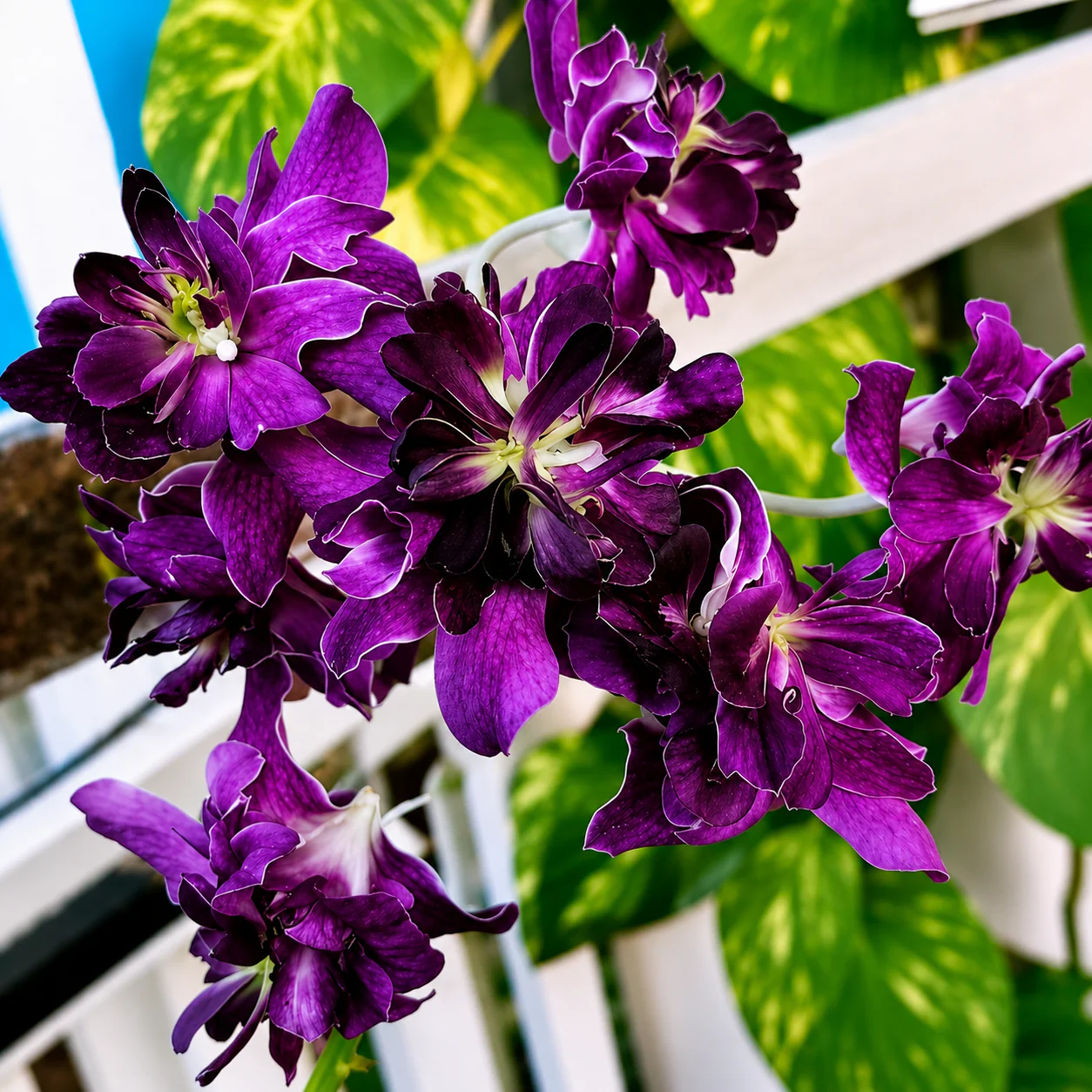 Dendrobium 'Blue Rose’ – flori duble, spectaculoase!