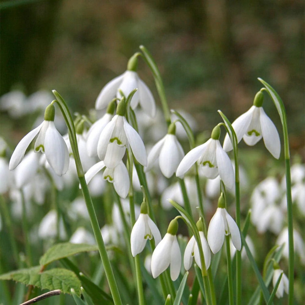 Ghiocei in ghiveci – Galanthus nivalis