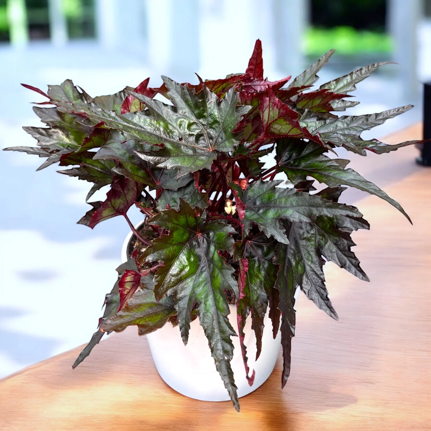Begonia 'Jungle Wonder Ebony’