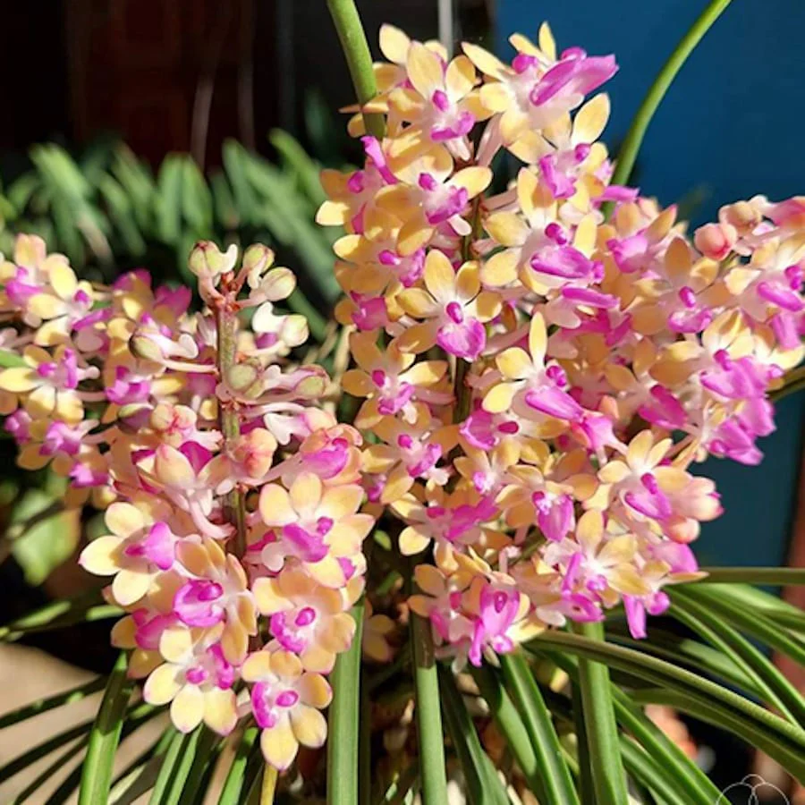 Seidenfadenia (Aerides) Mitrata 'Yellow’