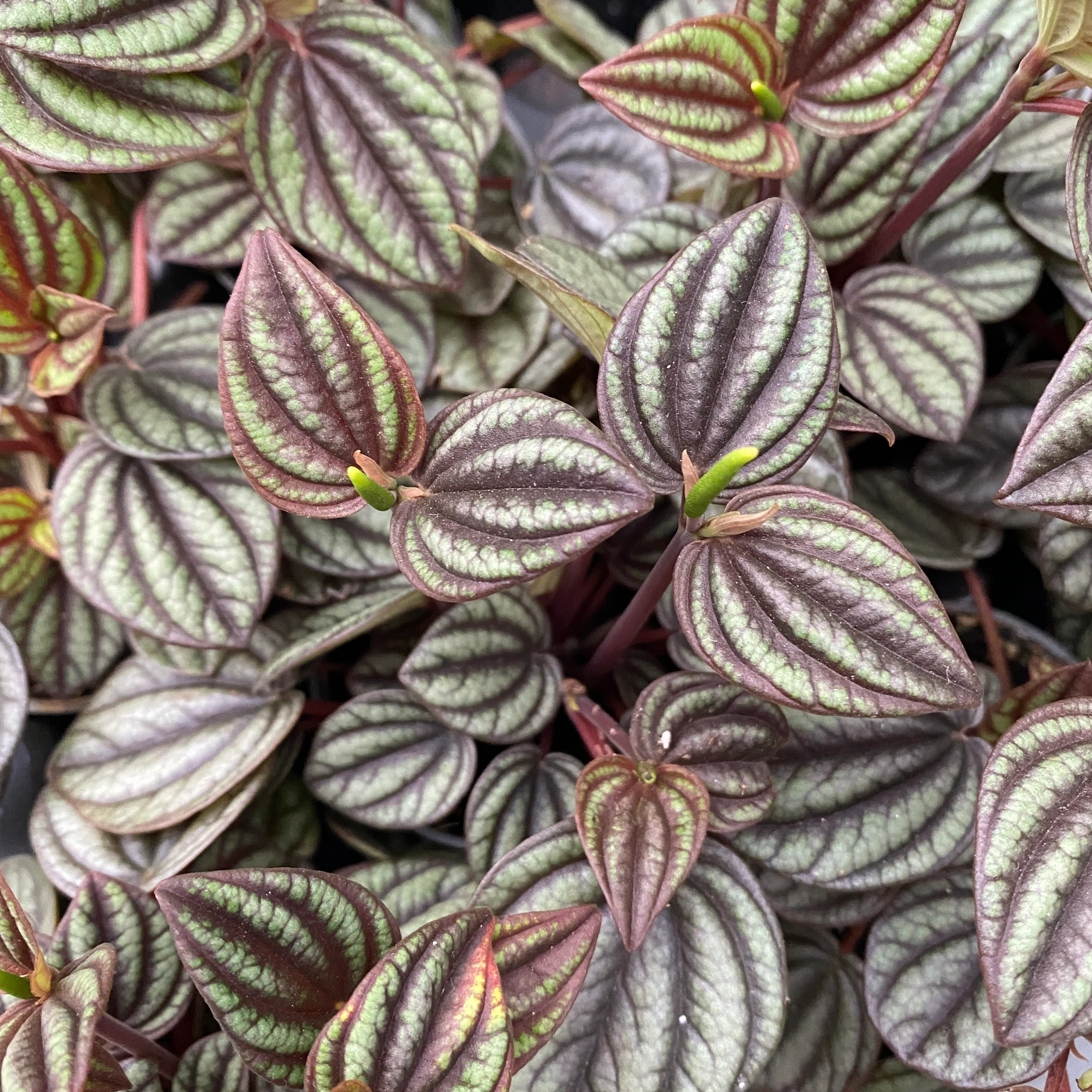 Peperomia albovittata 'Piccolo Banda’ babyplant