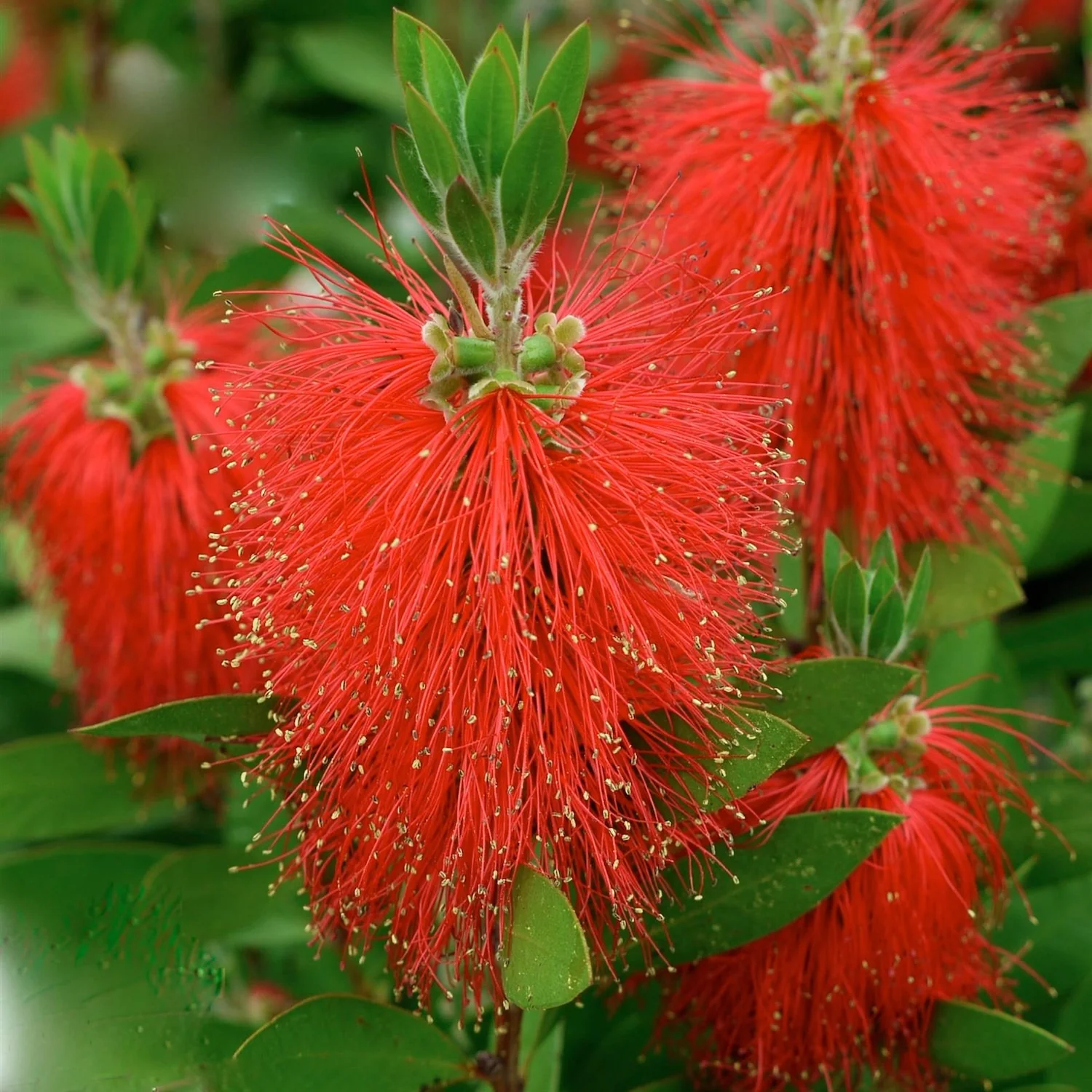 Callistemon laevis (Callistemon citrinus 'Splendens’)