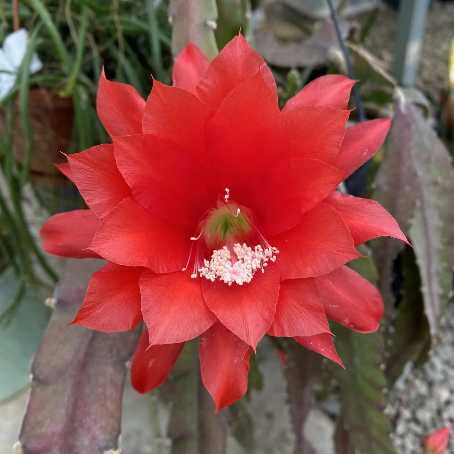 Epiphyllum ackermannii rosu (red orchid cactus)