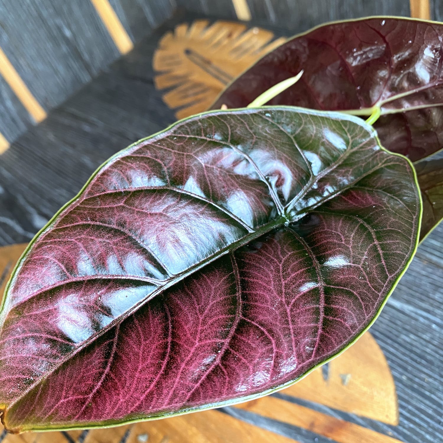 Alocasia azlanii (Jewel Alocasia) D10