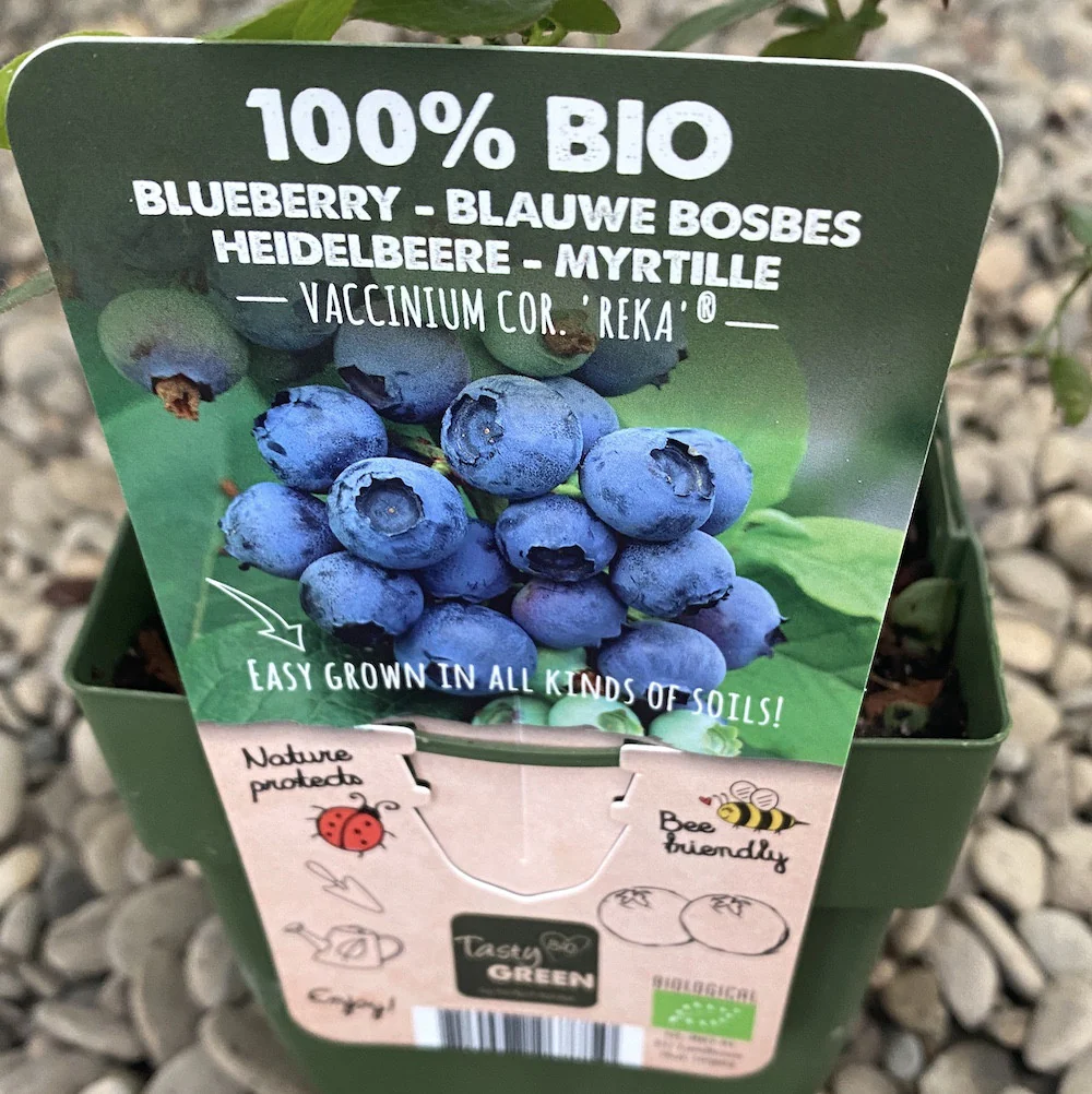 Afin VACCINIUM corymbosum 'Reka’®