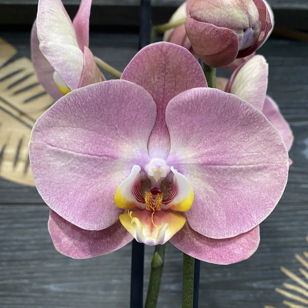 Orhidee Phalaenopsis Sylvia