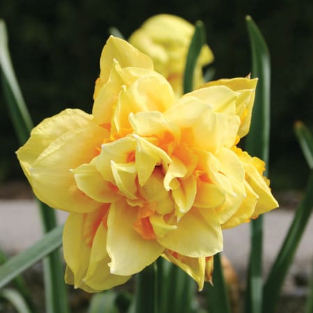Bulbi de narcise cu flori duble – Narcissus Double Texas