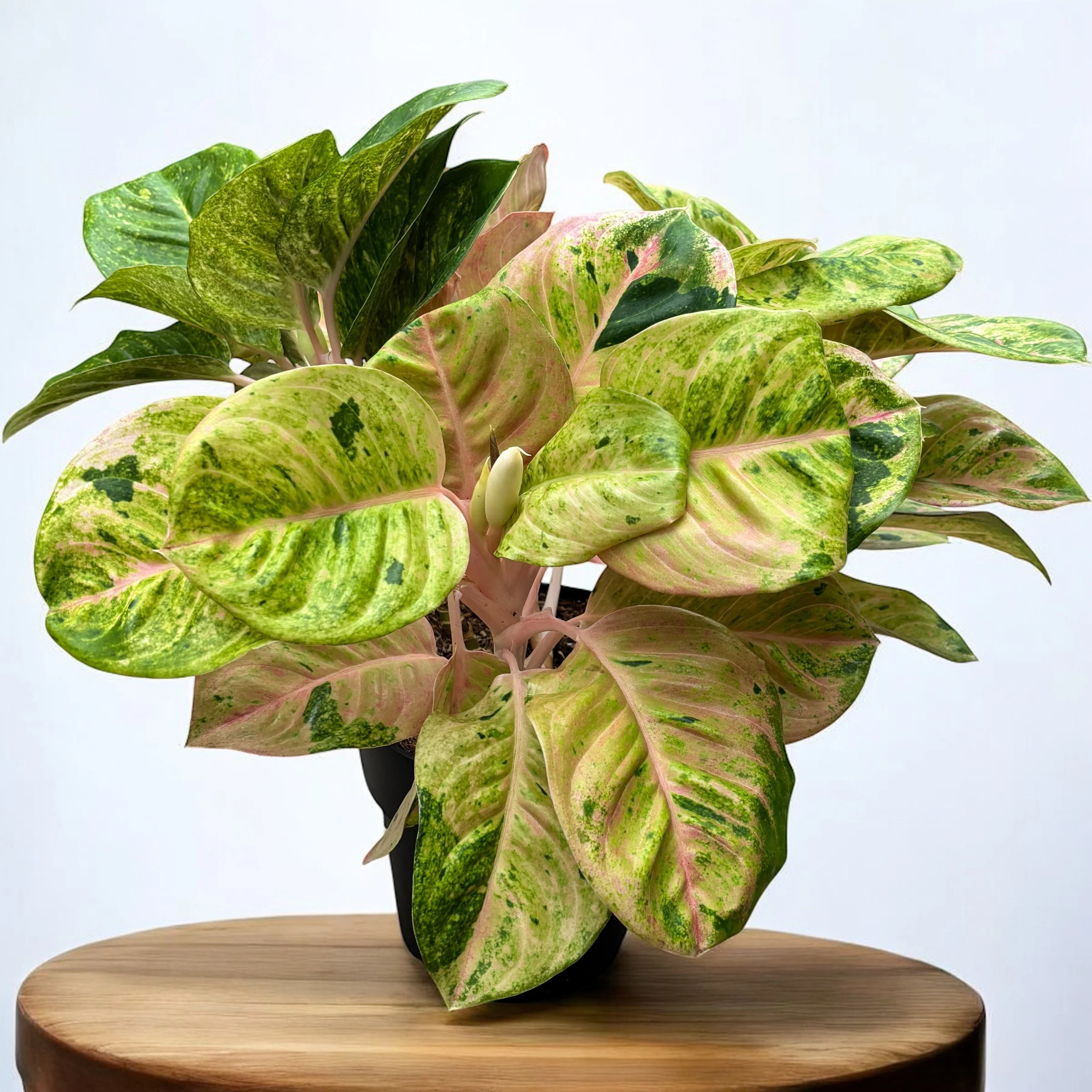 Aglaonema 'Apple Fantasy’ 4pp – exemplare XL