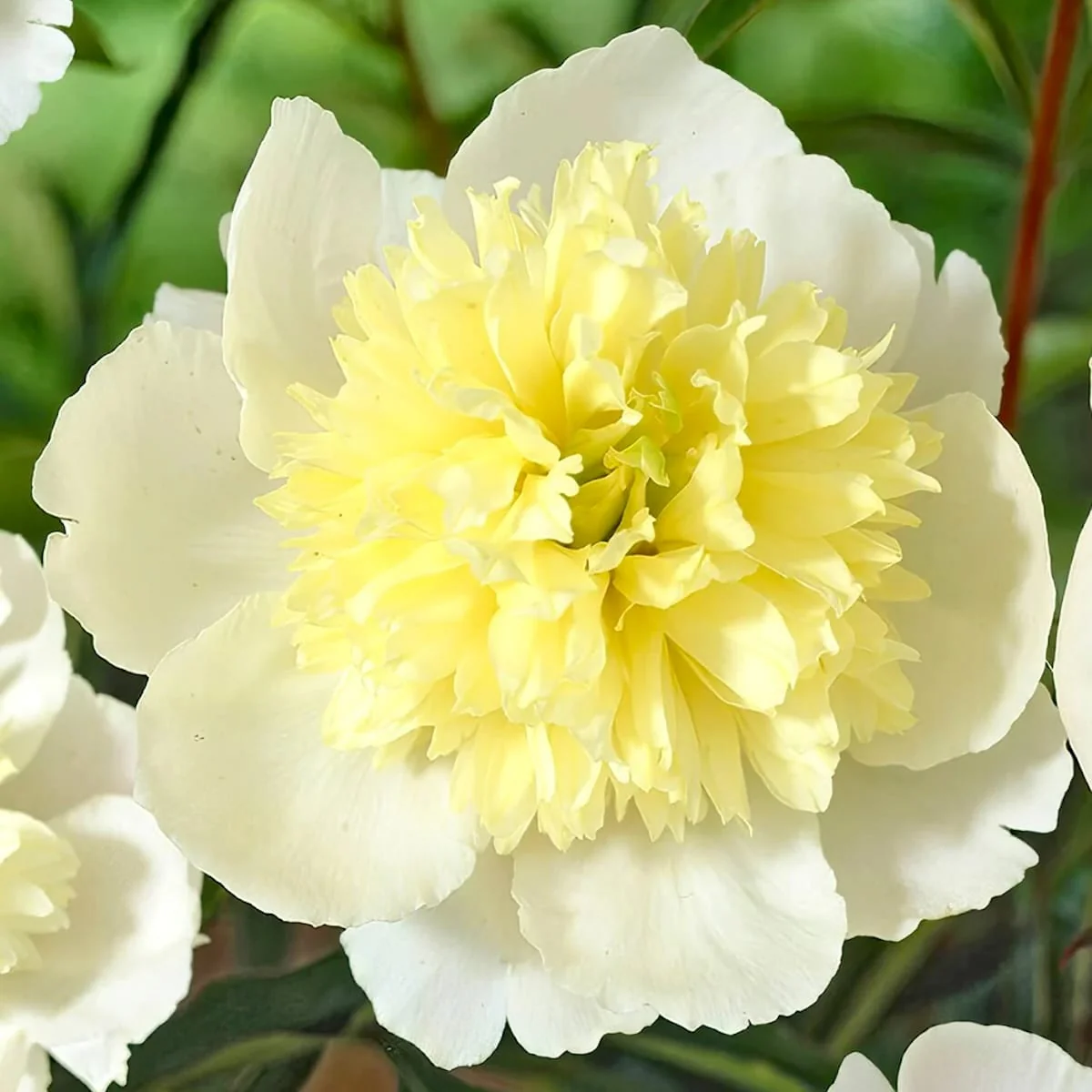 Bujori de gradina galbeni – Paeonia lactiflora 'Primevere’