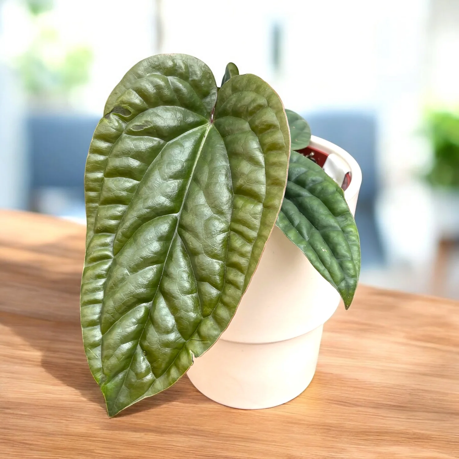 Anthurium luxurians × radicans – frunzis texturat, efect „quilted” spectaculos