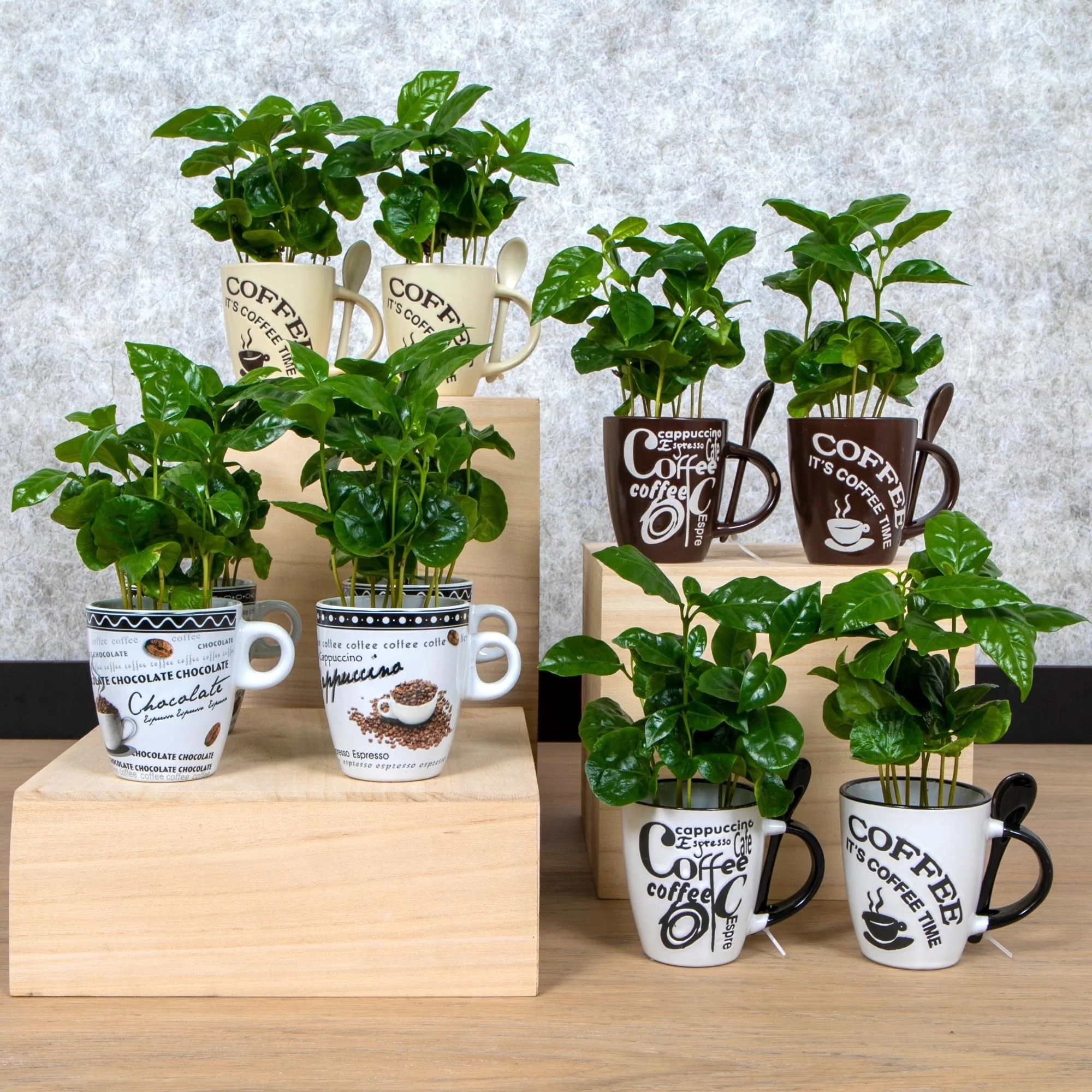 Arborele de cafea in cana vintage, mix – Coffea Arabica