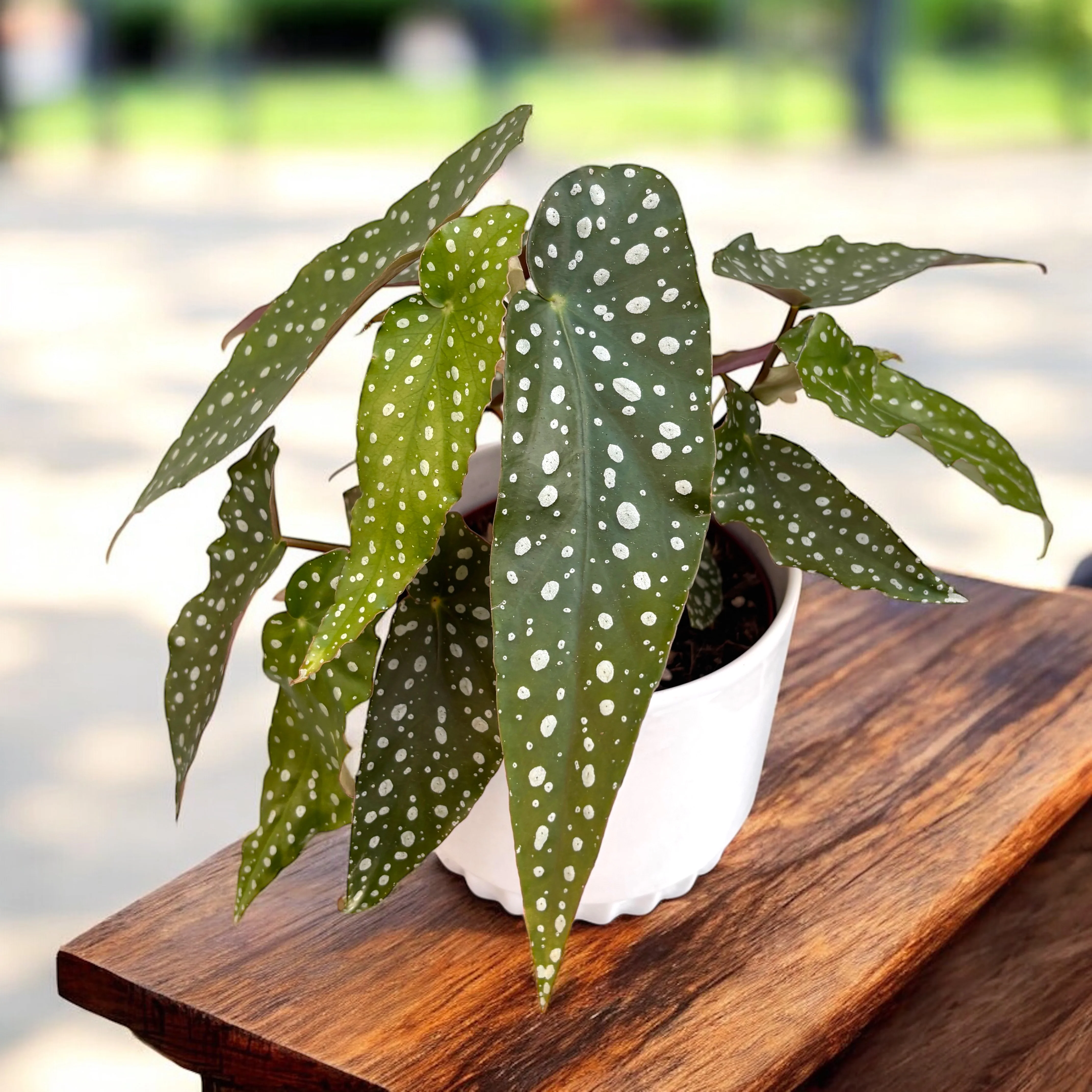 Begonia Maculata 'Silverspot’ (Polka Dot Silver)