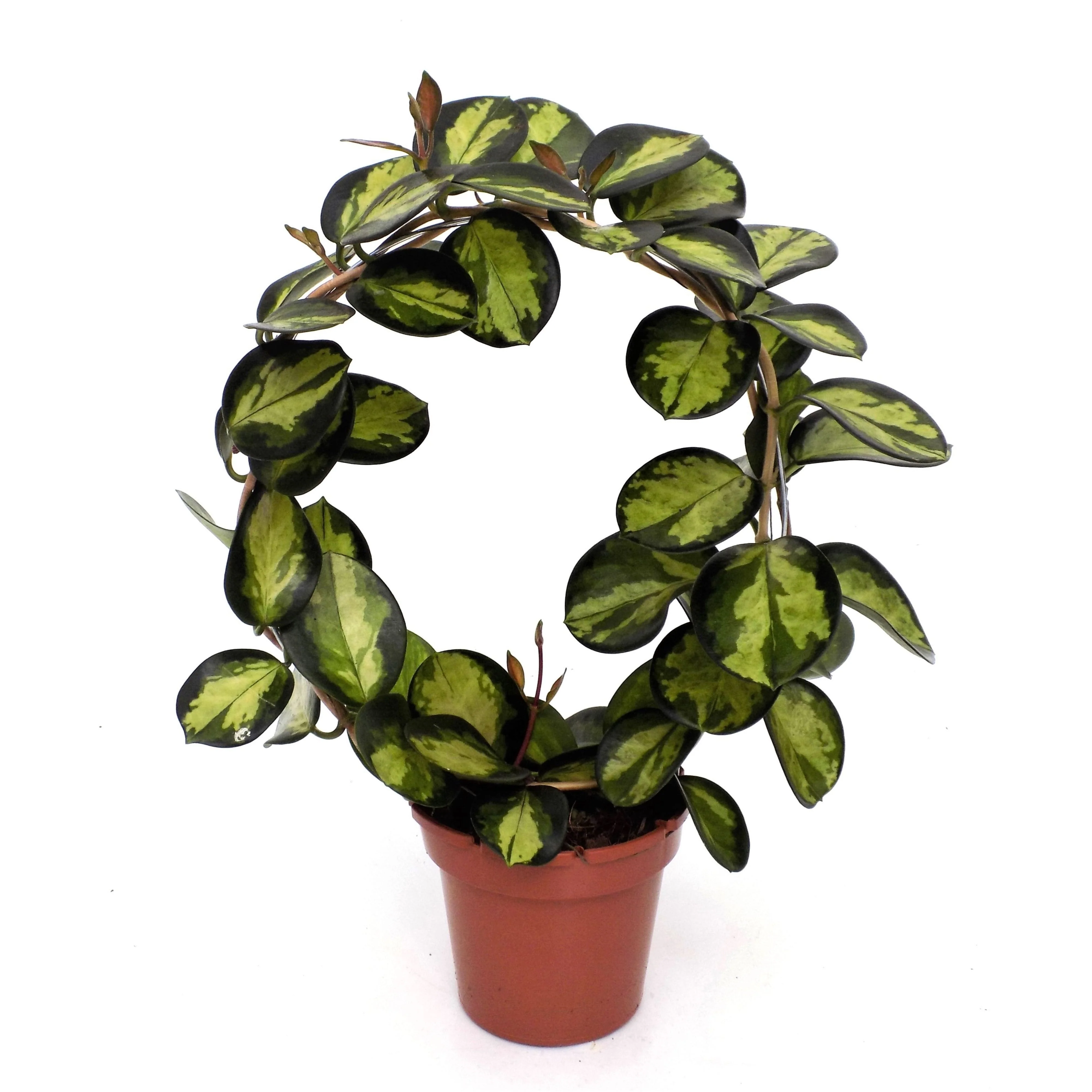 Hoya australis 'Lisa’ – planta matura, arcada
