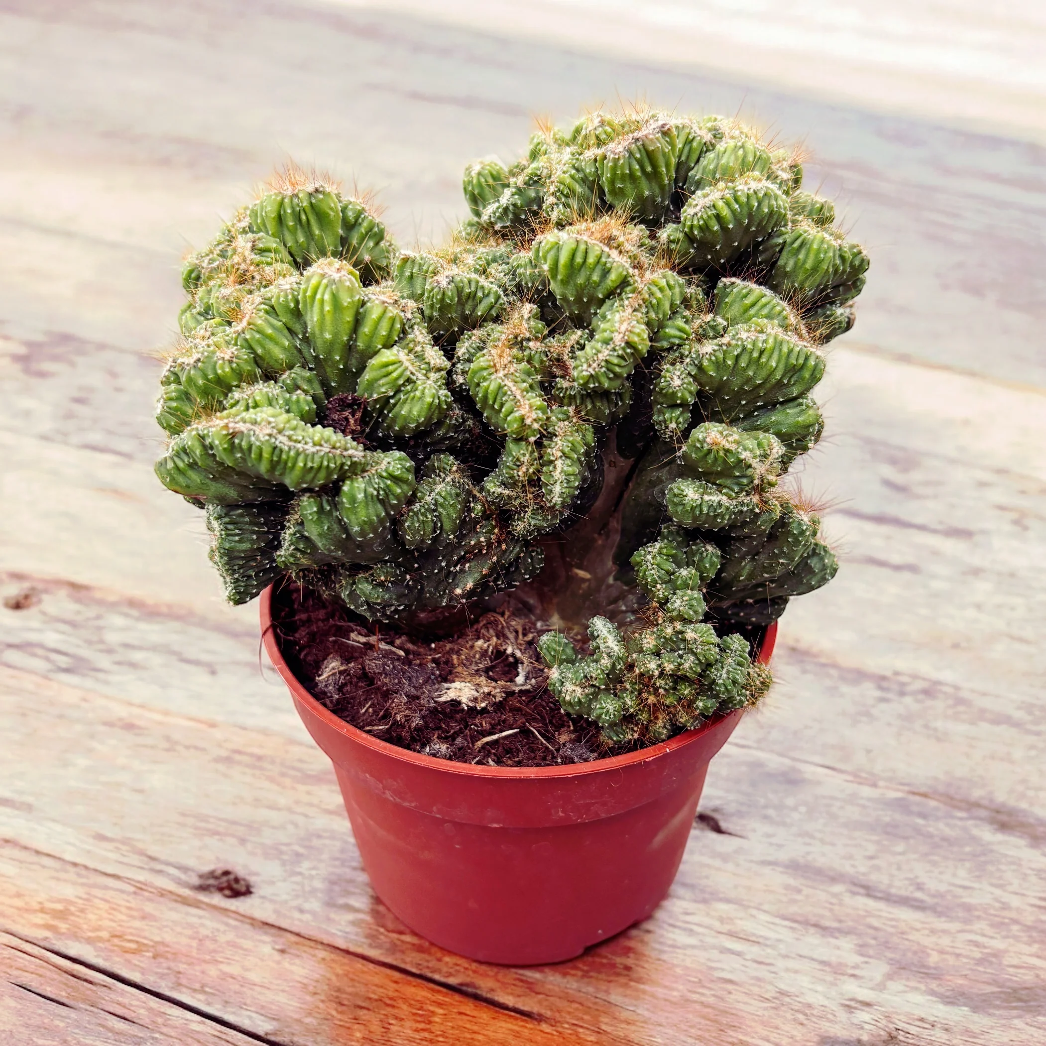 Cereus peruvianus ‘Monstrosus’ Cristata