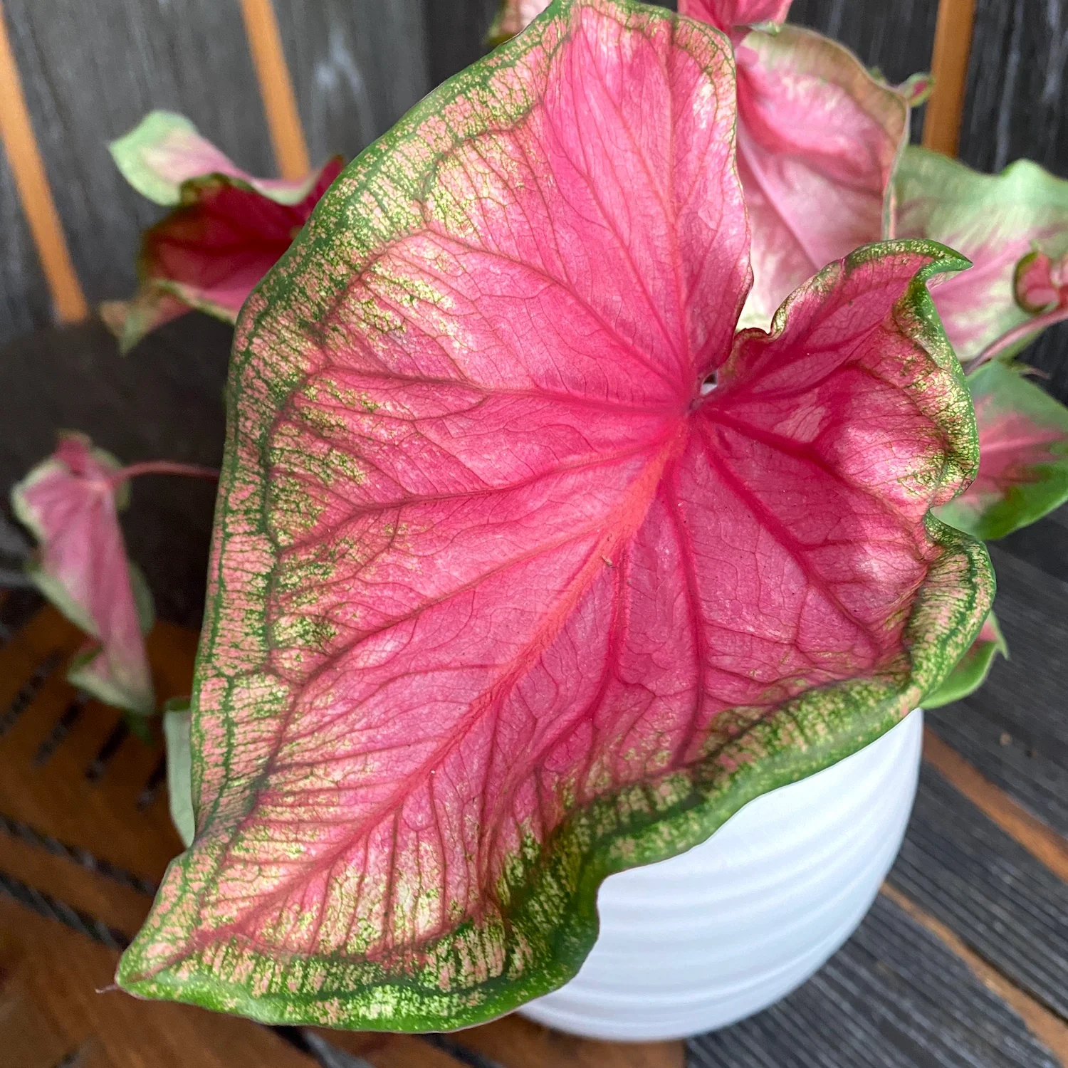 Caladium 'Florida Sweetheart’