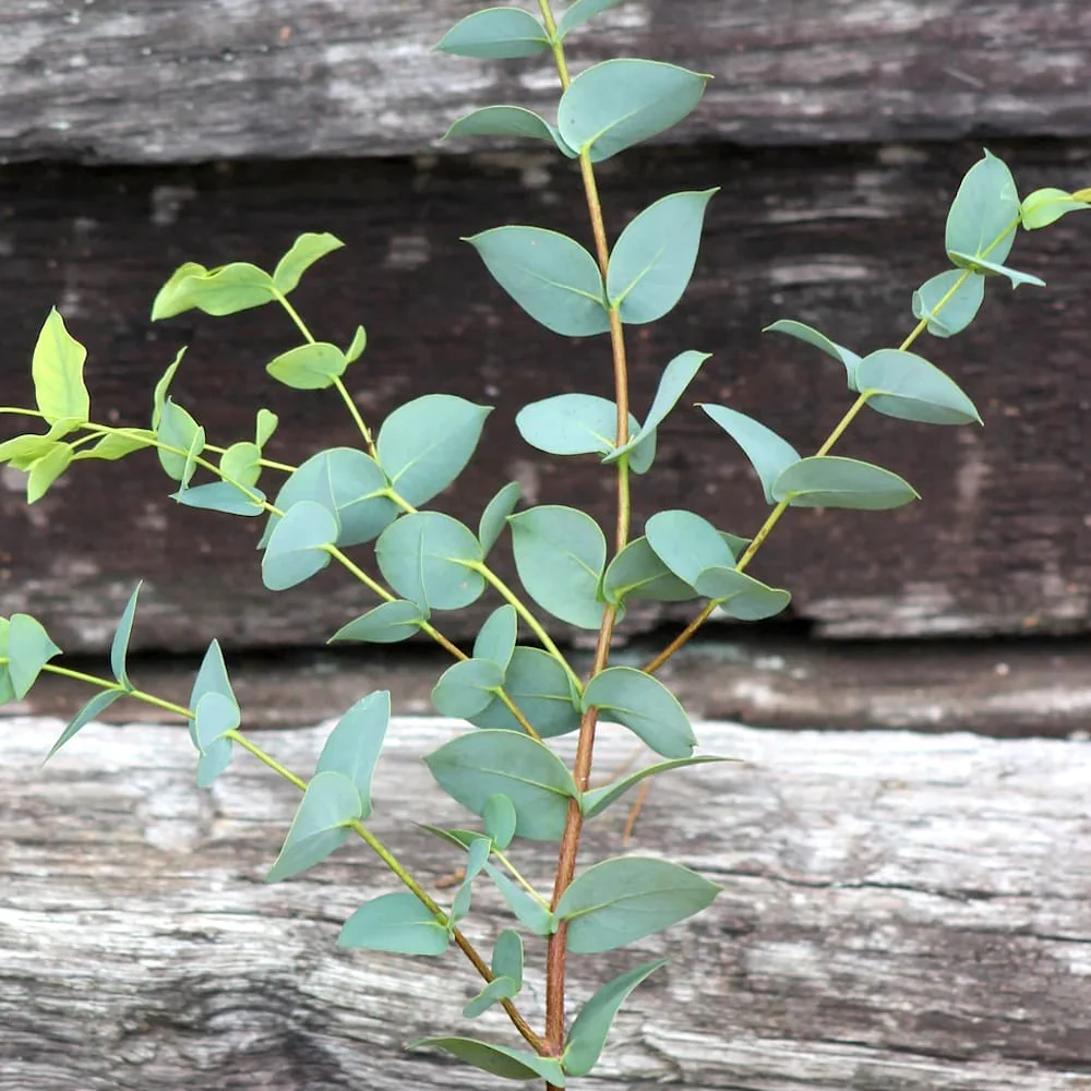Eucalipt – Eucalyptus stellulata (Black Sally)