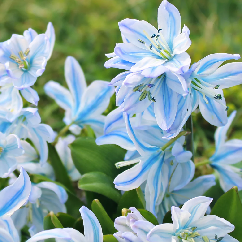Scilla mischtschenkoana 'Tubergeniana’ (White Squill)