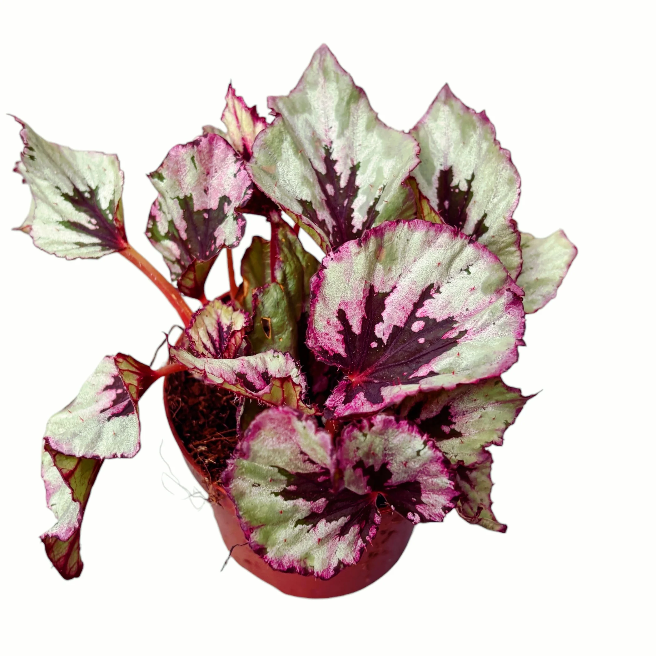 Begonia Beleaf 'Evening Glow’ D9