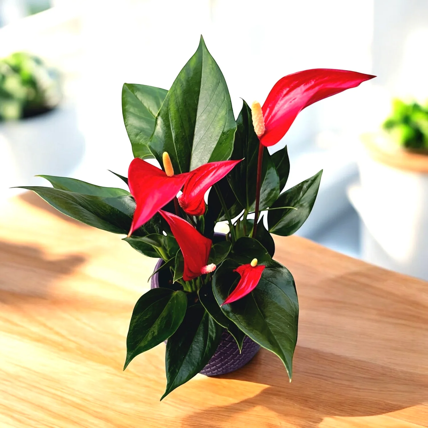 Anthurium Lilli Roja