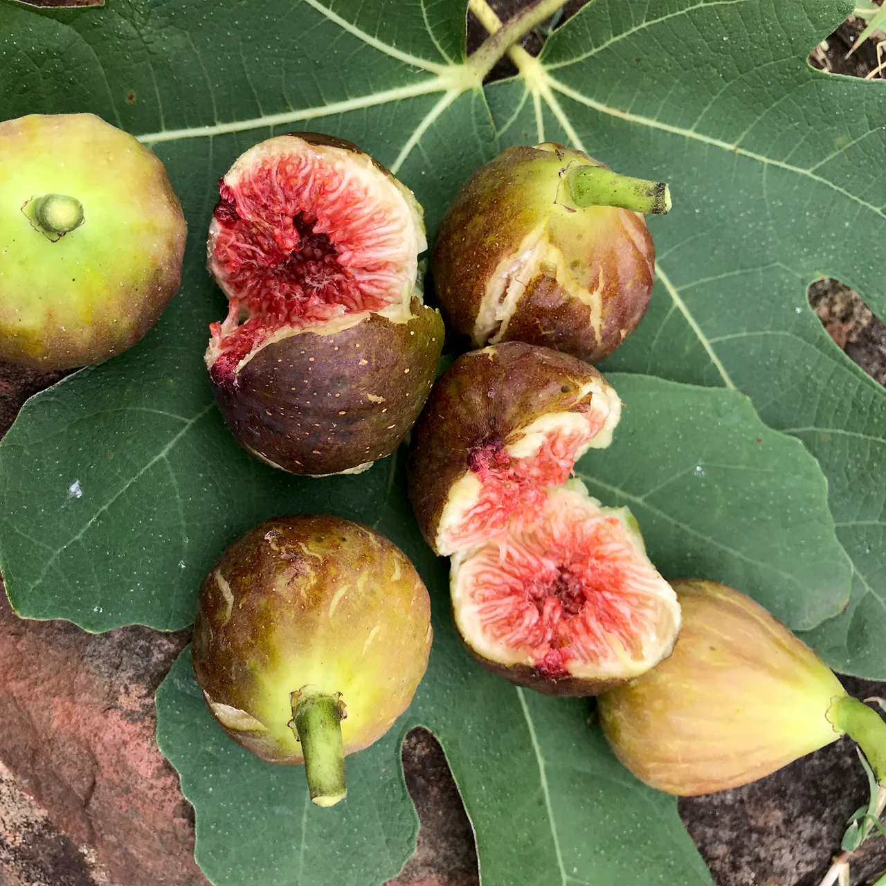 Smochin – Ficus carica 'Brown Turkey’ (Hardy Fig) – 100% biologic