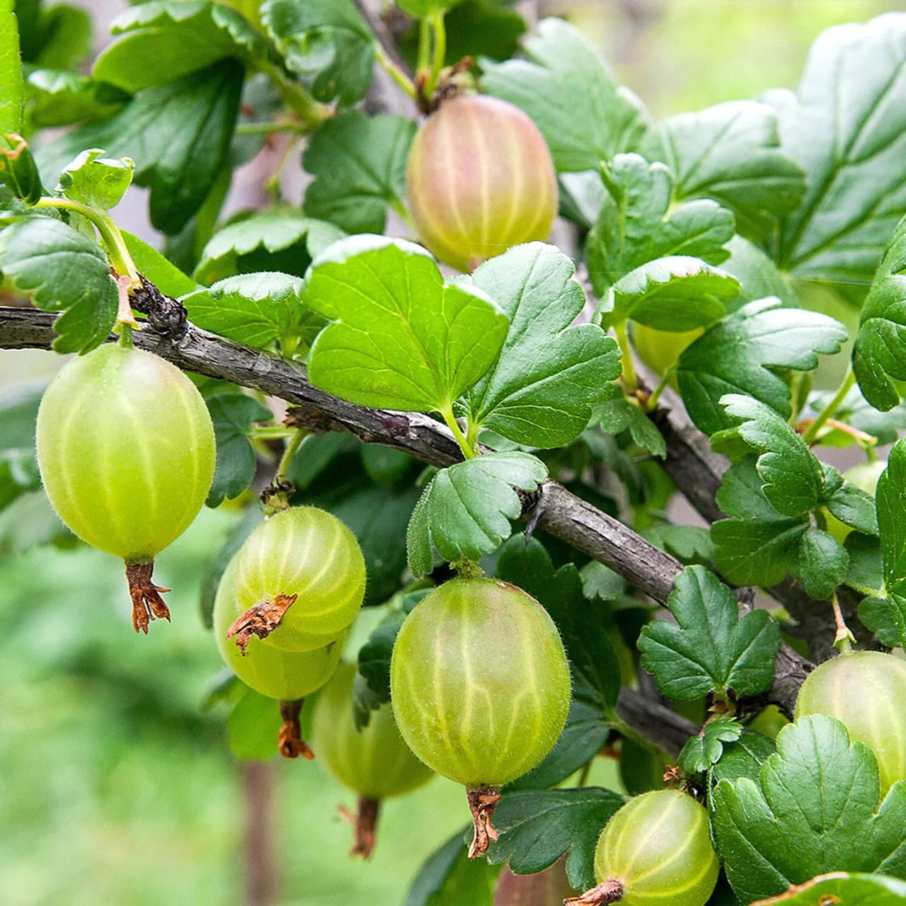 Agris verde fara spini – Ribes uva-crispa 'Tatjana’ H50