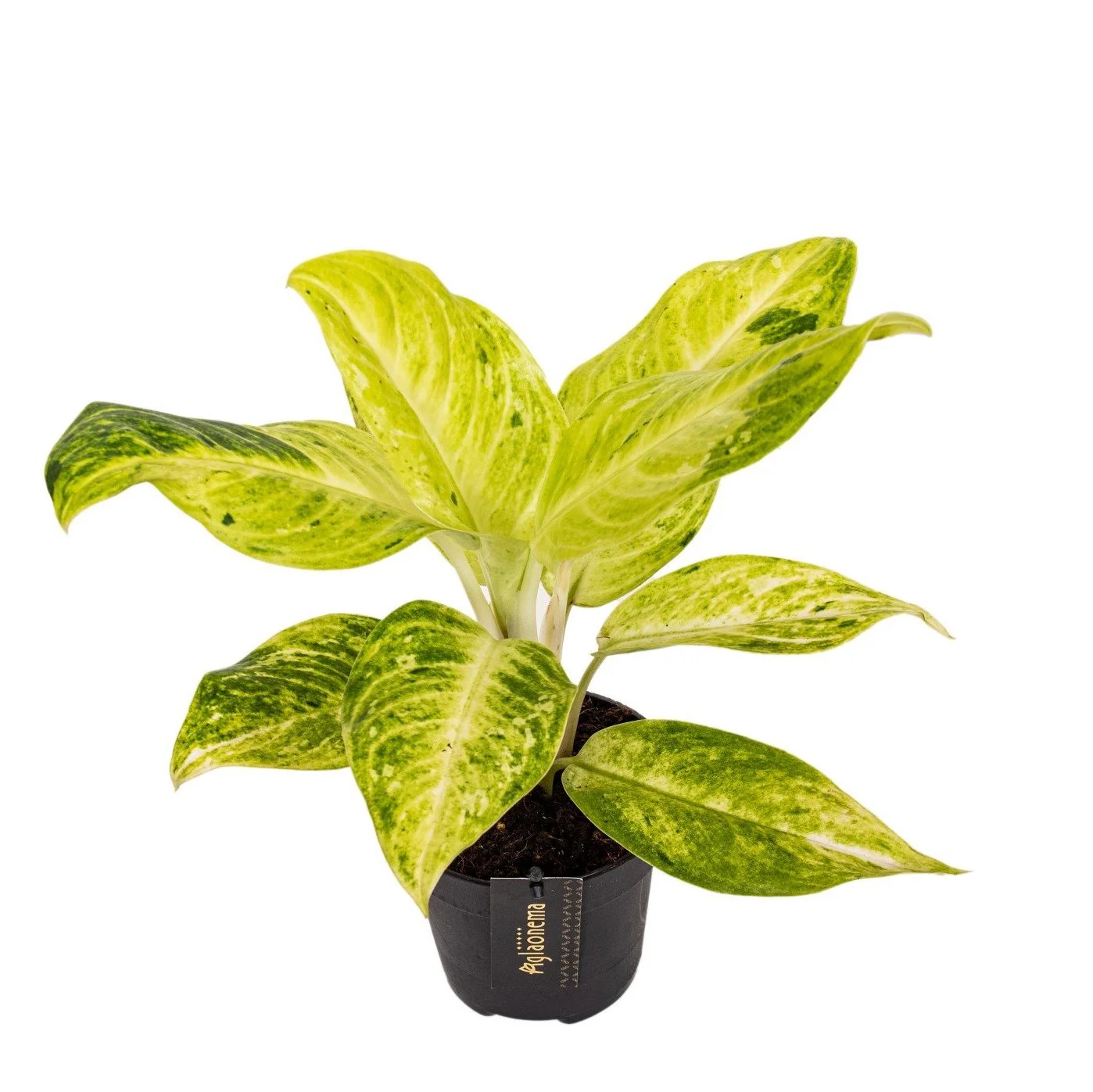 Aglaonema 'Citronelle’