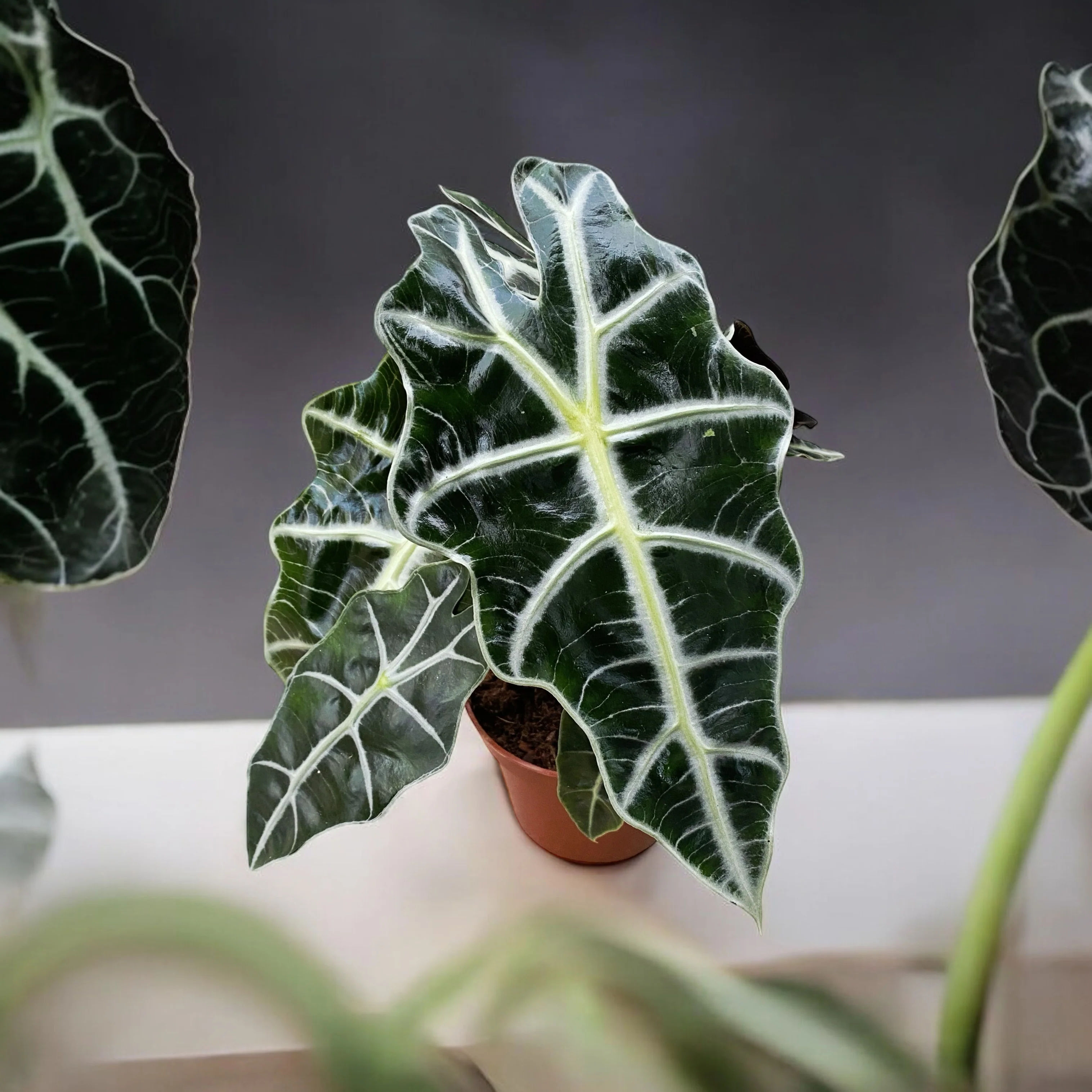 Alocasia Polly – Urechea elefantului in varianta compacta si spectaculoasa