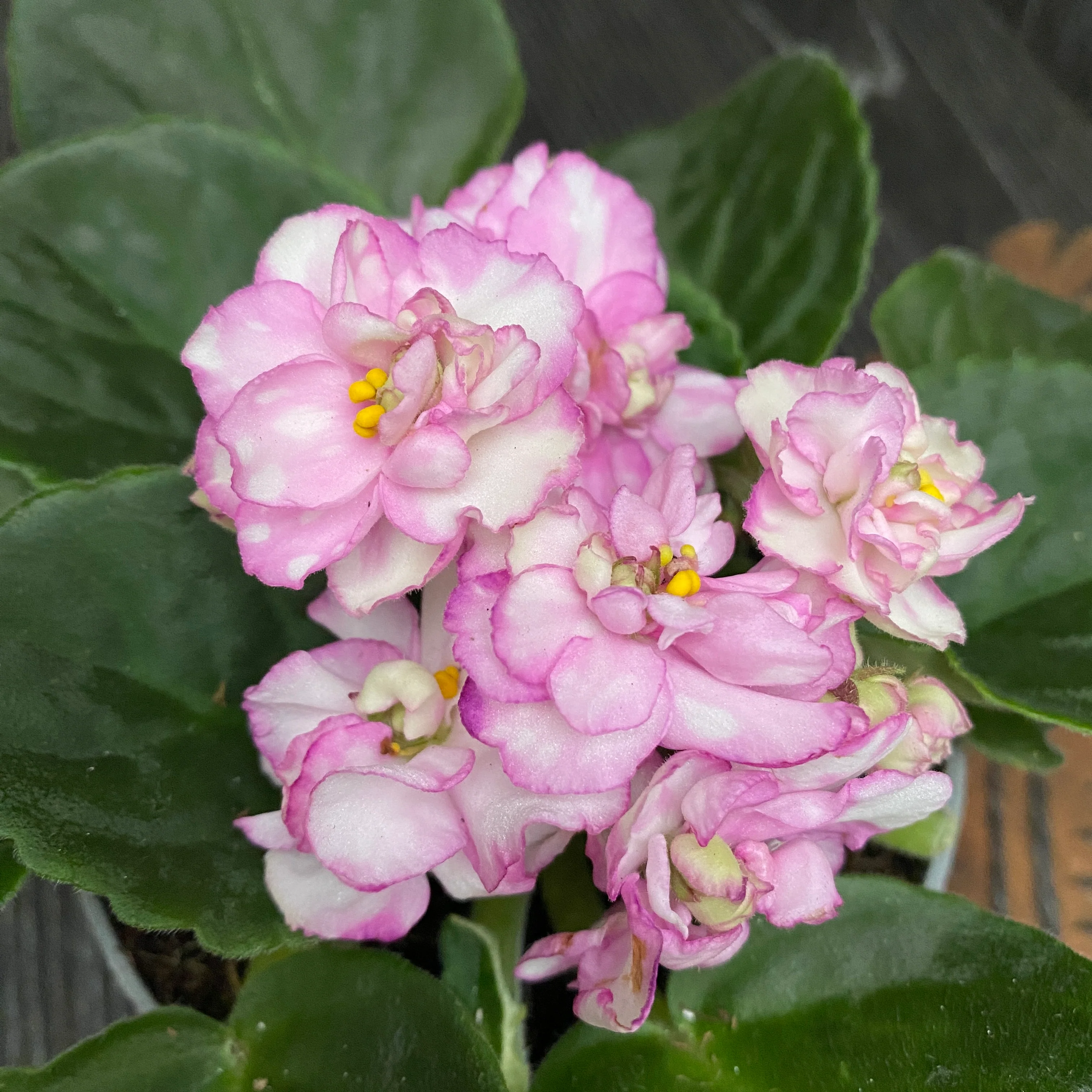 Saintpaulia Rosanne Puck – violete cu flori duble