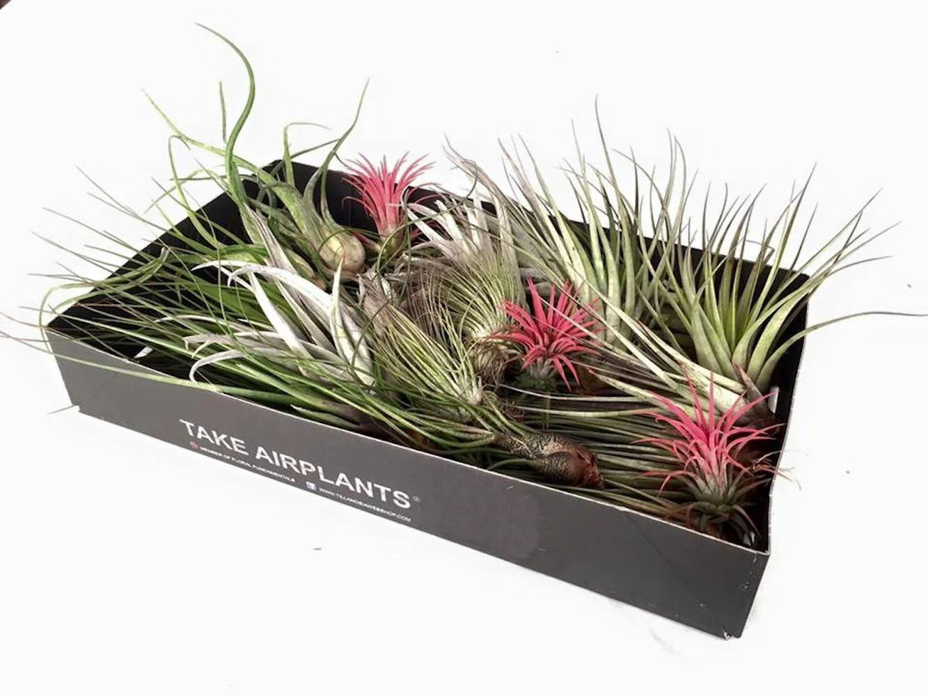 Tillandsia airplant – set de 25 plante aerofite