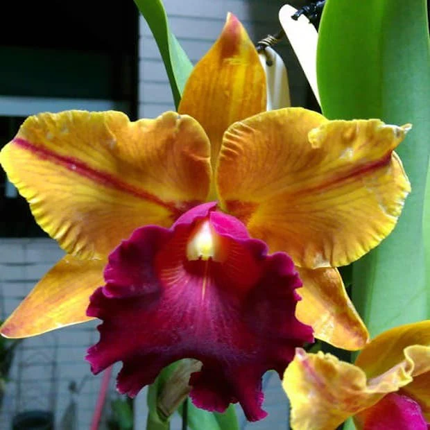 Rlc. Smiley Aoki '416′ – parfumata