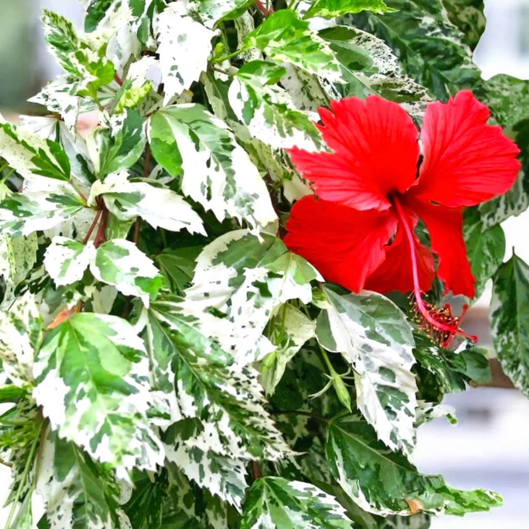 Hibiscus variegat rosa-sinensis var. cooperi 'Snowflake’, 'Snow Queen’