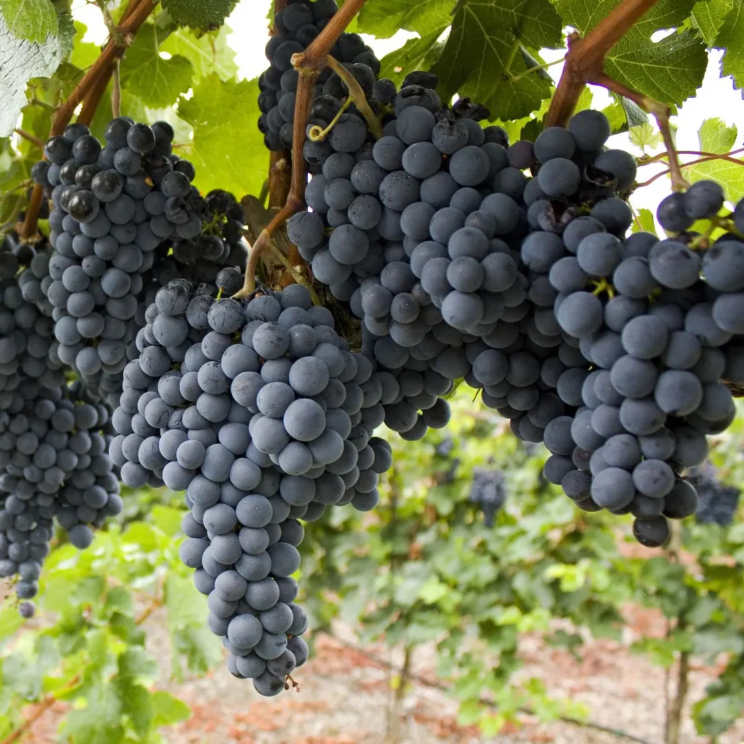 Vita de vie – Vitis vinifera 'Regent’