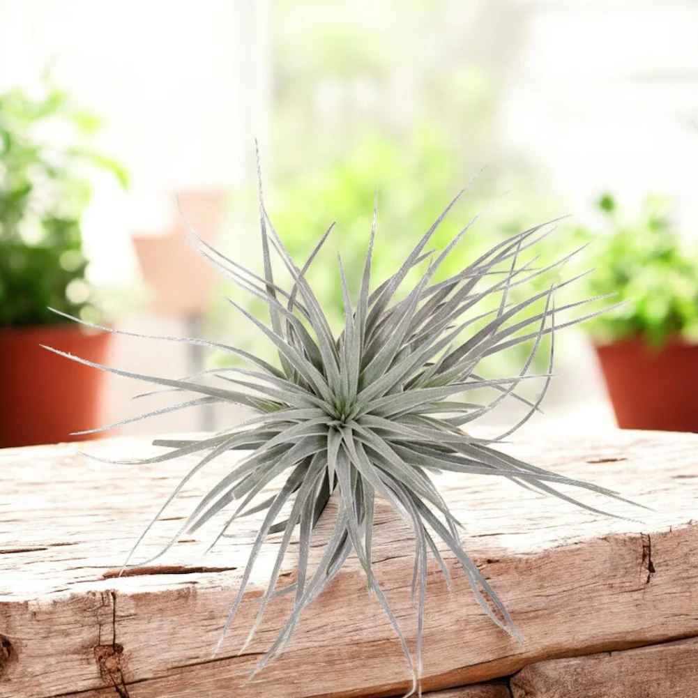 Tillandsia Super Silver – planta aeriana