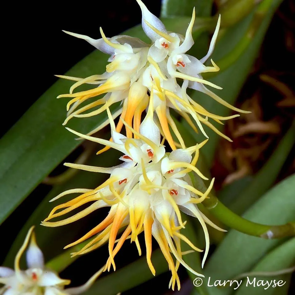 Bulbophyllum odoratissimum (flori placut parfumate)