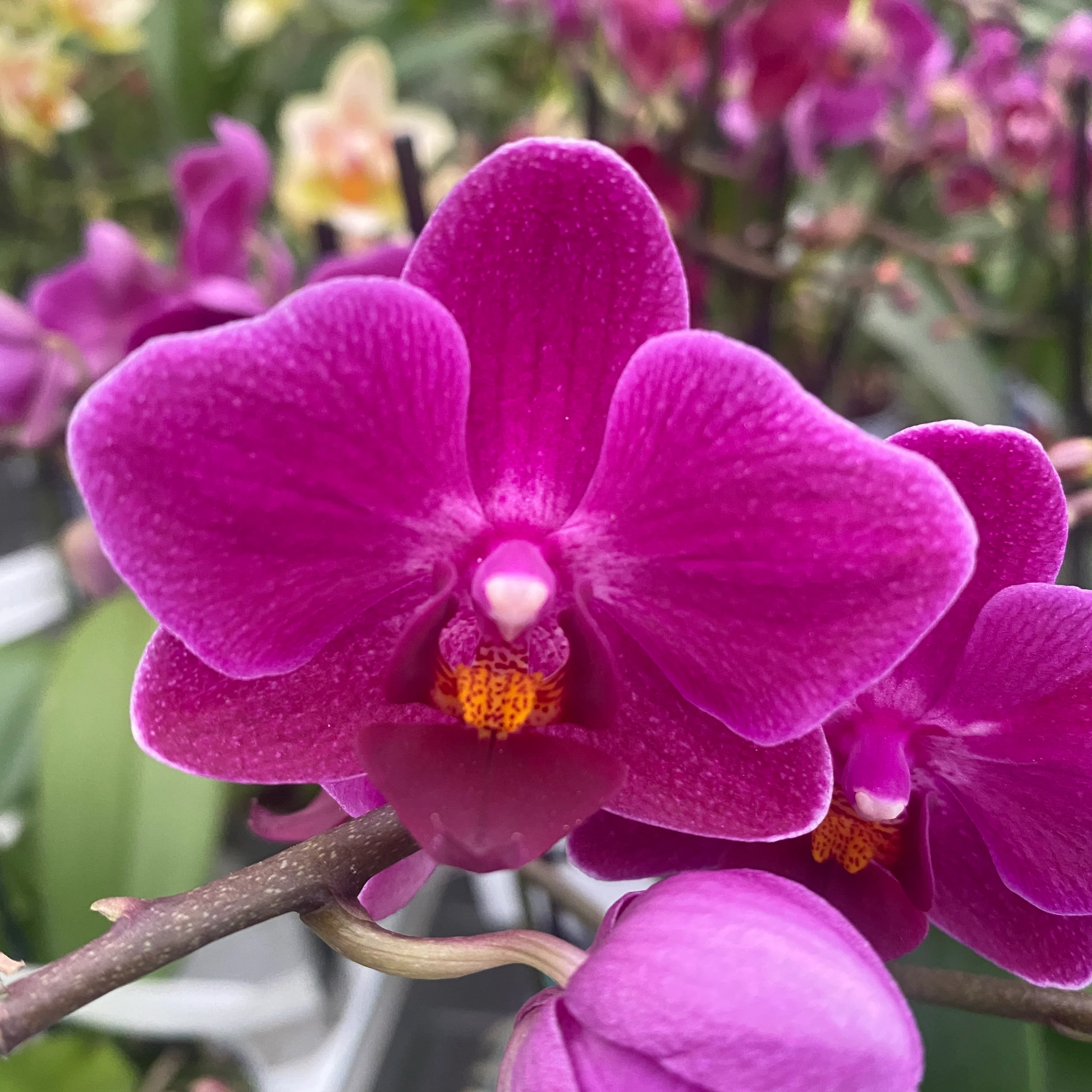 Phalaenopsis Kissy Lips