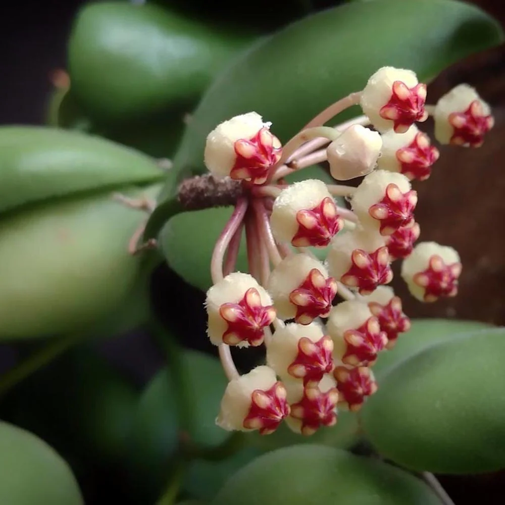 Hoya brevialata – flori aromate (parfum dulce)