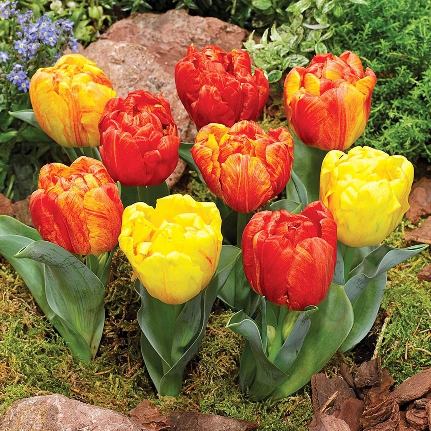 Bulbi de lalele cu flori duble bicolore in ghiveci – Tulipa Flaming Baby