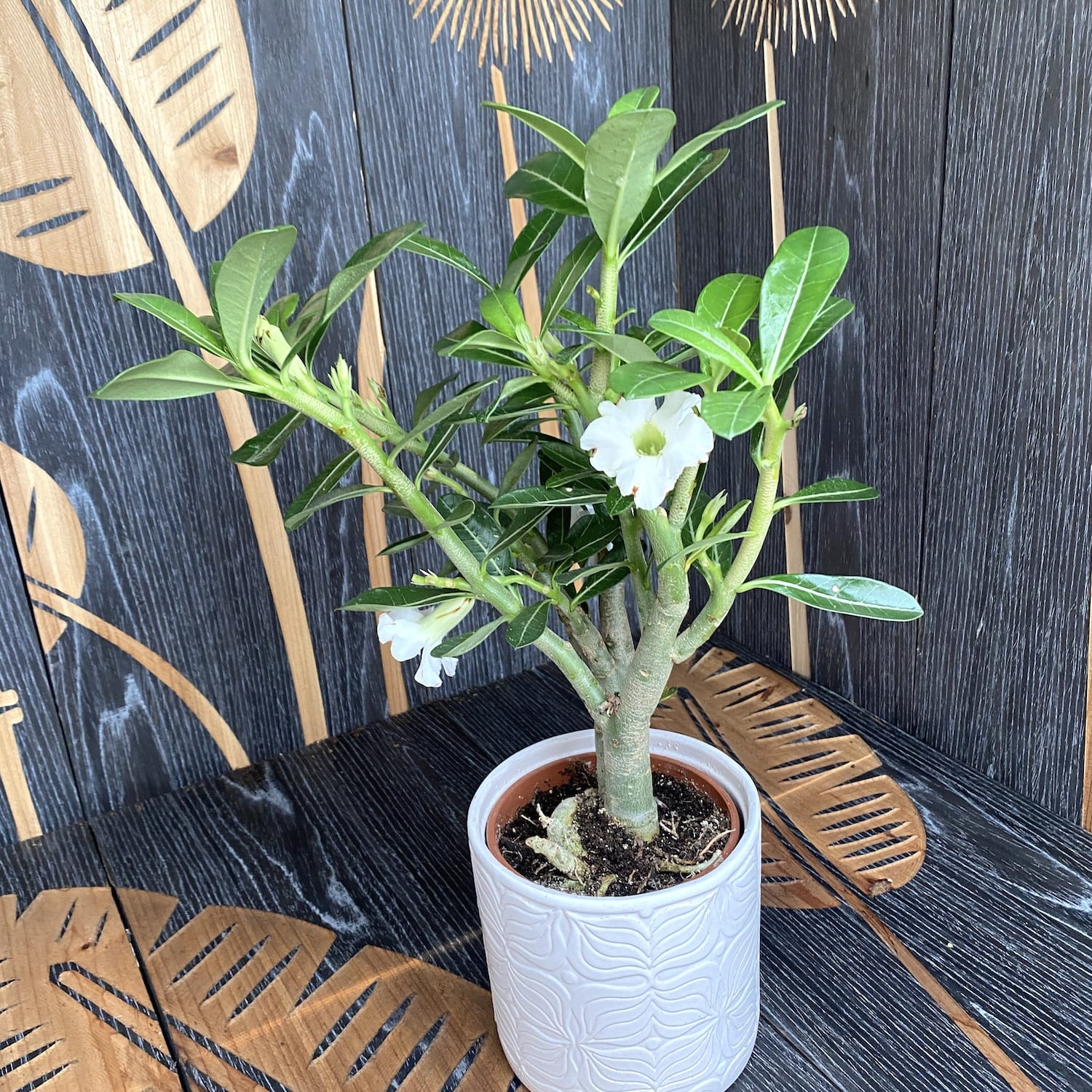 Adenium obesum 'India White’