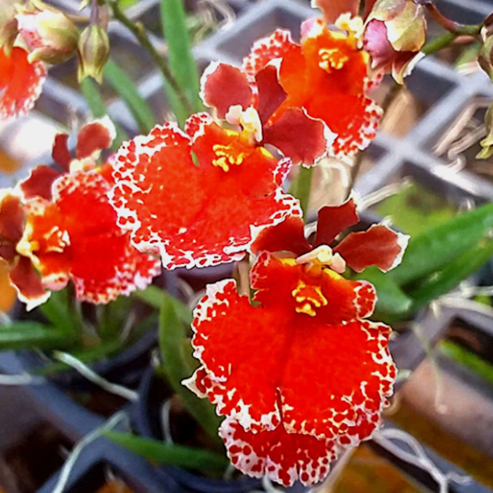 Orhidee Tolumnia Jairak Rainbow 'Red Sun’