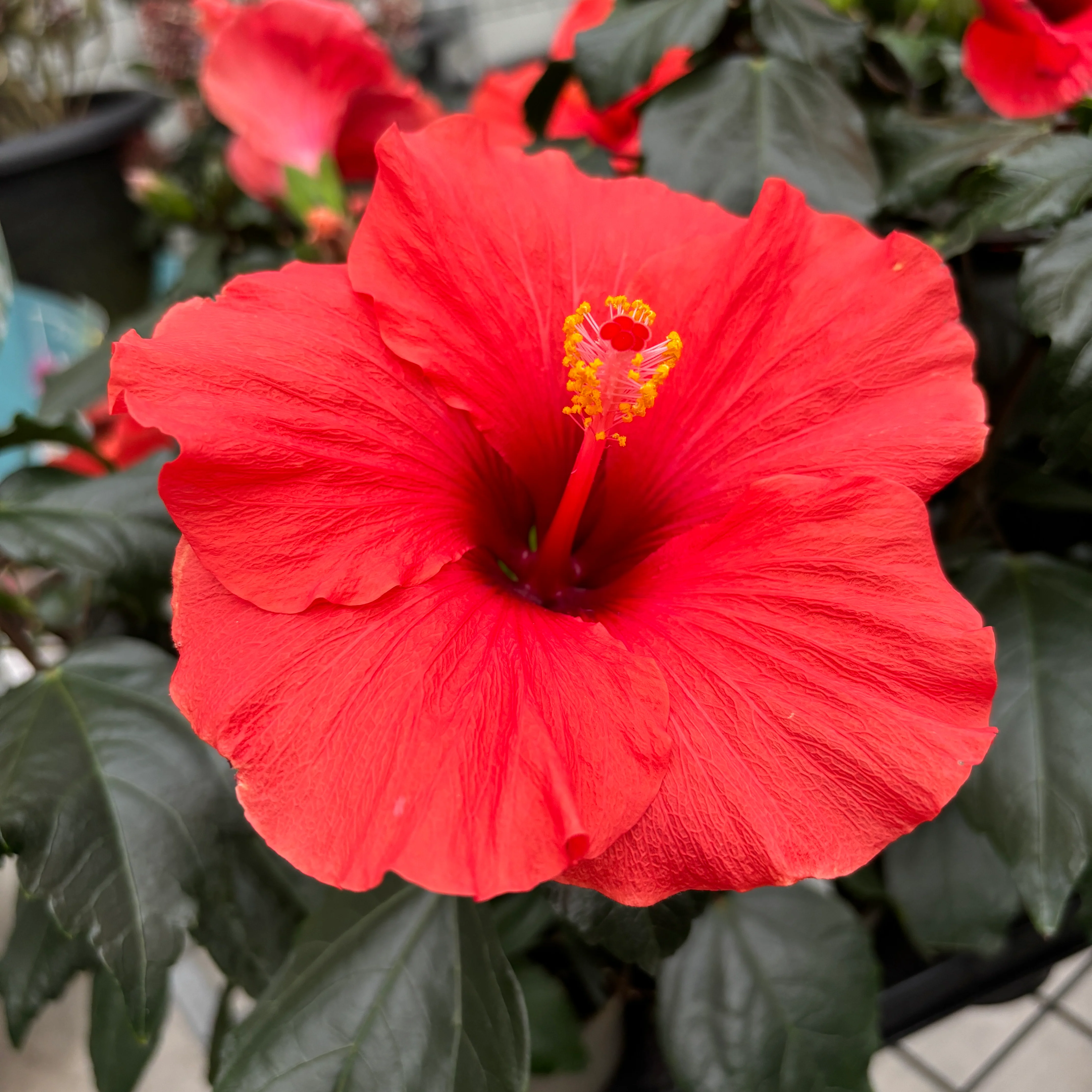 Hibiscus 'Adonicus Orange’- flori XL (2 plante/ghiveci)