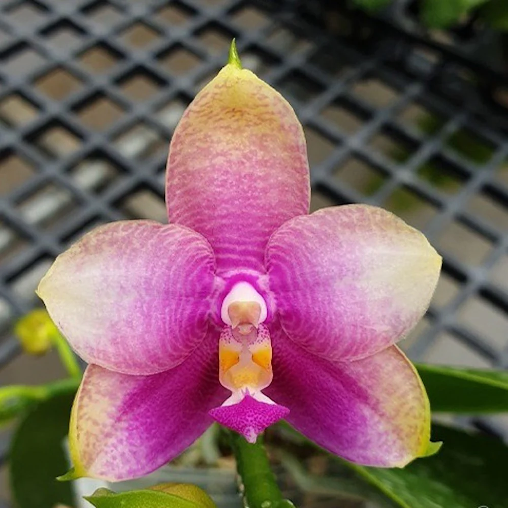 Phalaenopsis Miki Mok Choi Bear Queen '710′ *parfumat
