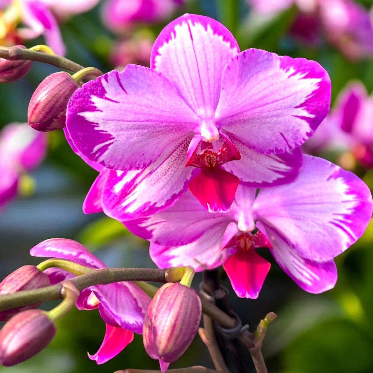 Phalaenopsis Toshi