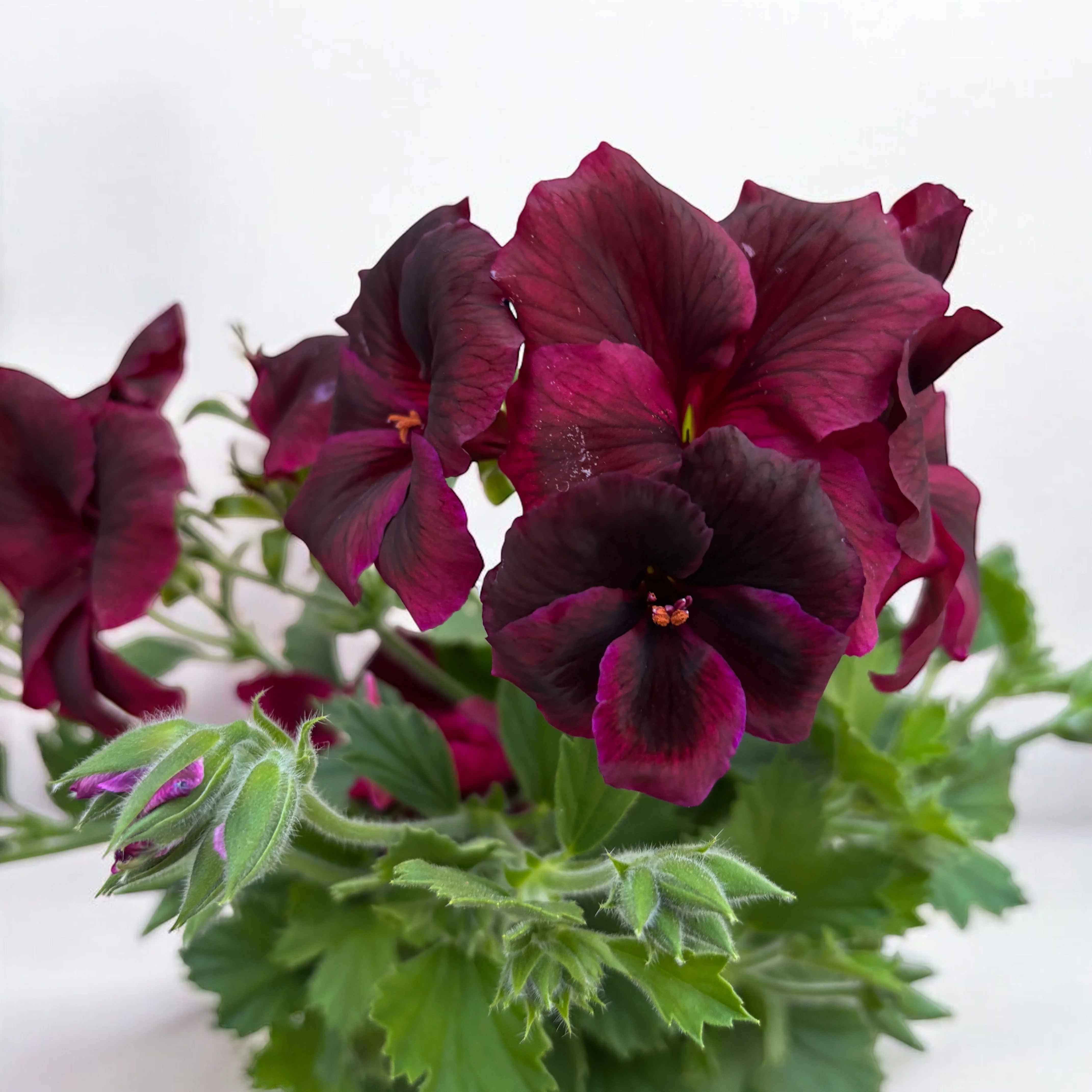 Pelargonium grandiflorum 'Schoko’ (muscate englezesti)
